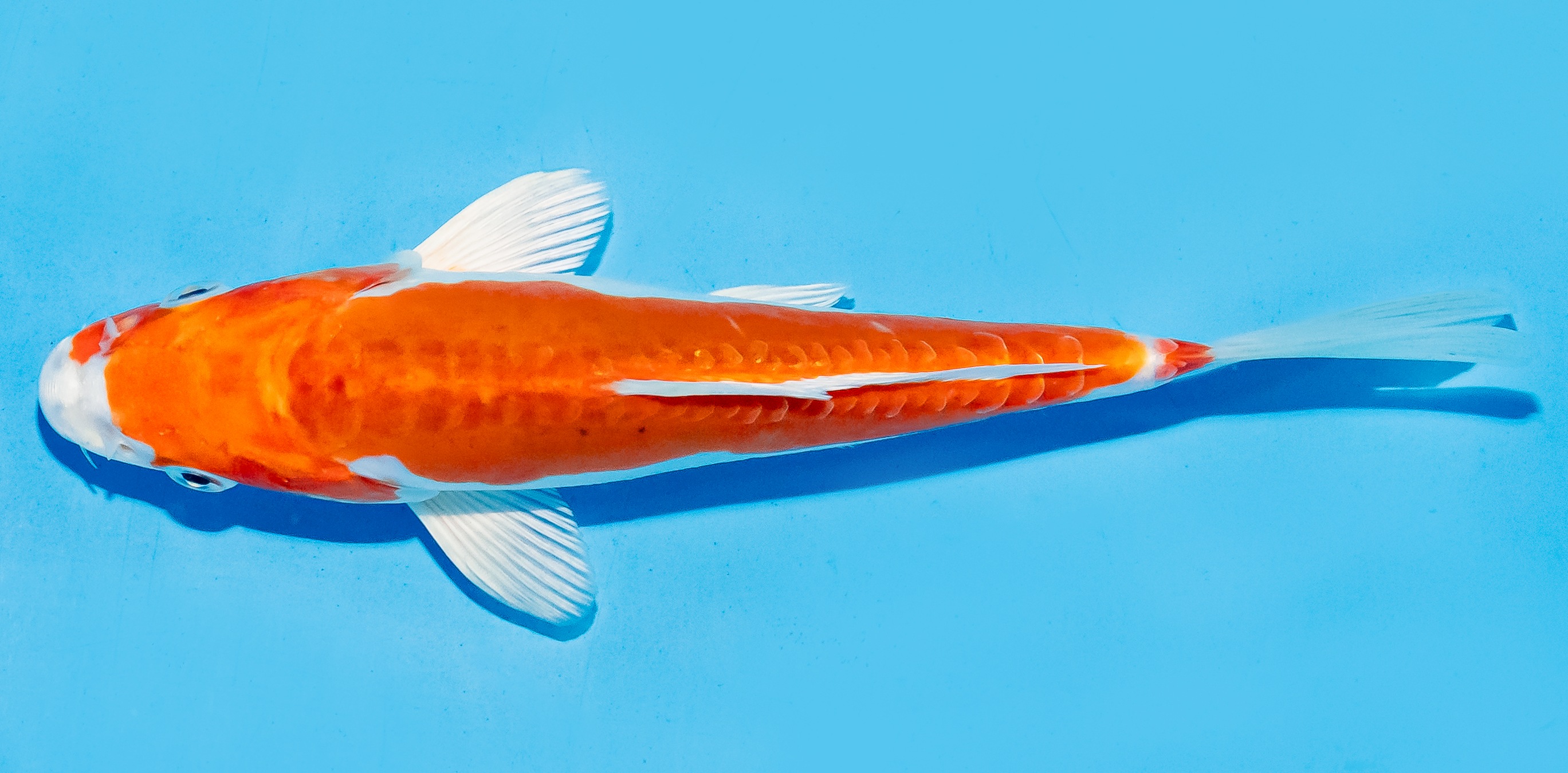 Koi 17-20cm Nr. 8751