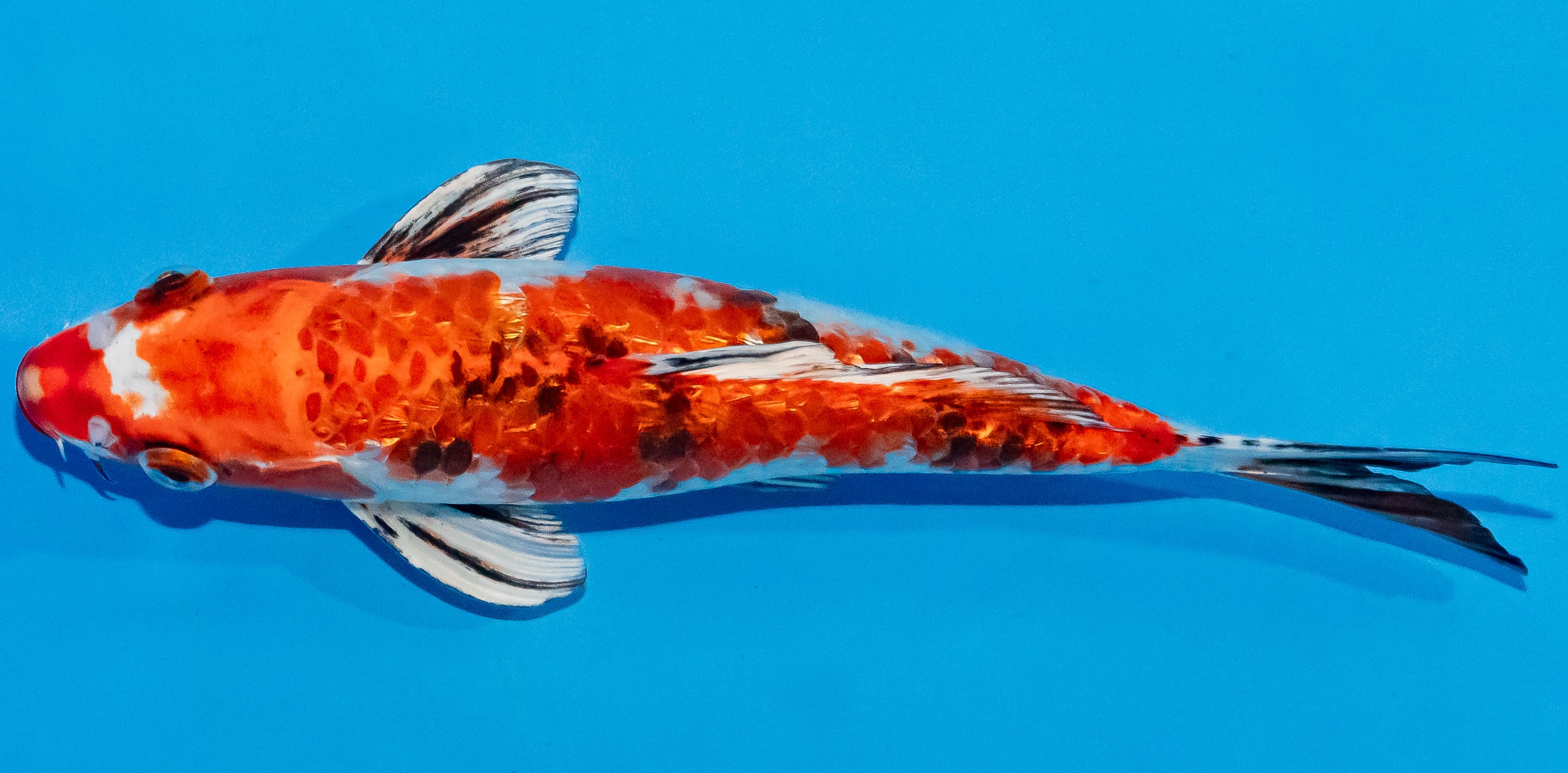 Koi 20-25cm Nr. 1967