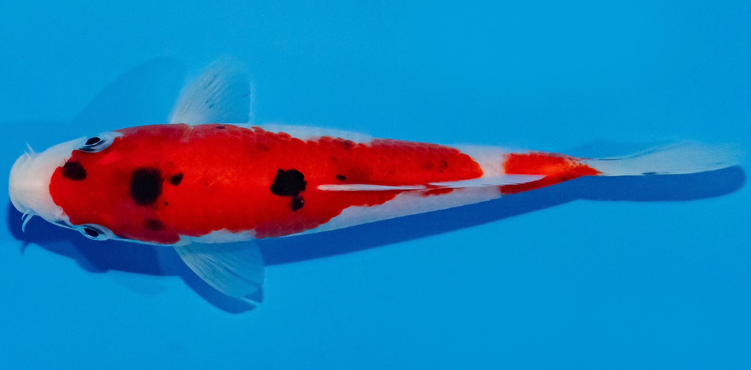 Koi 20-25cm Nr. 1977