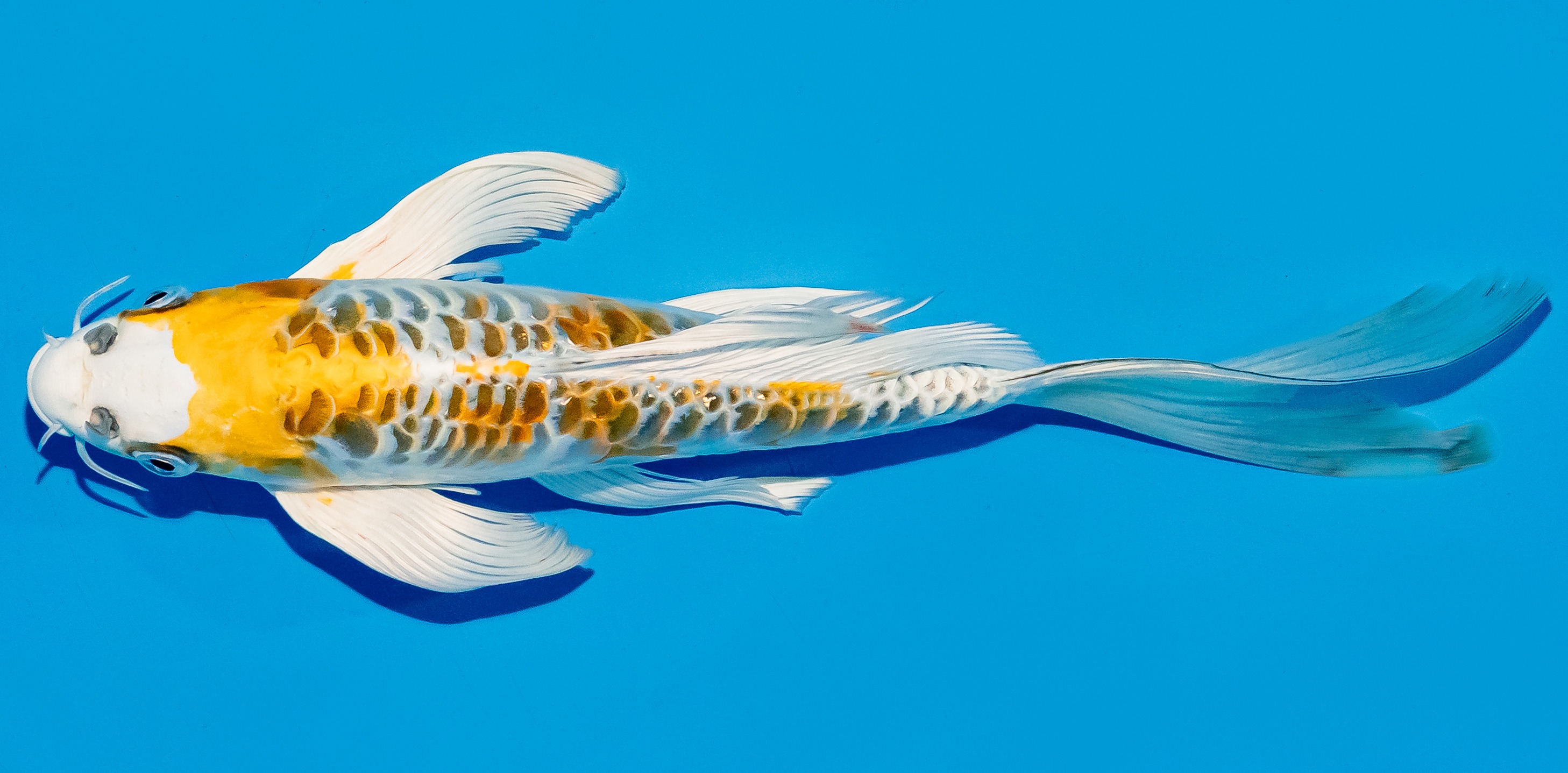 Butterfly Koi 25-30cm Nr. 5617