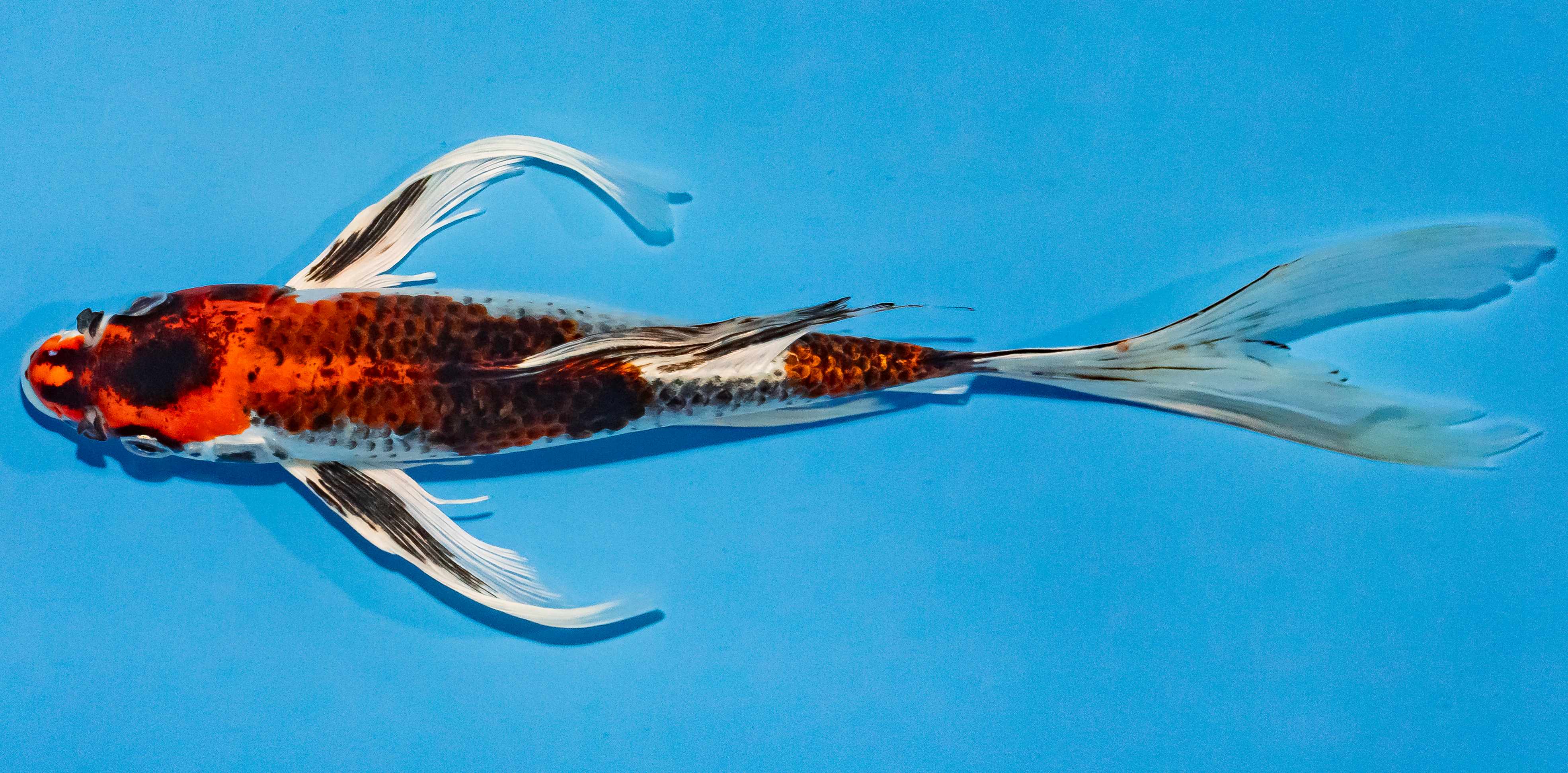 Butterfly Koi 25-30cm Nr. 2396