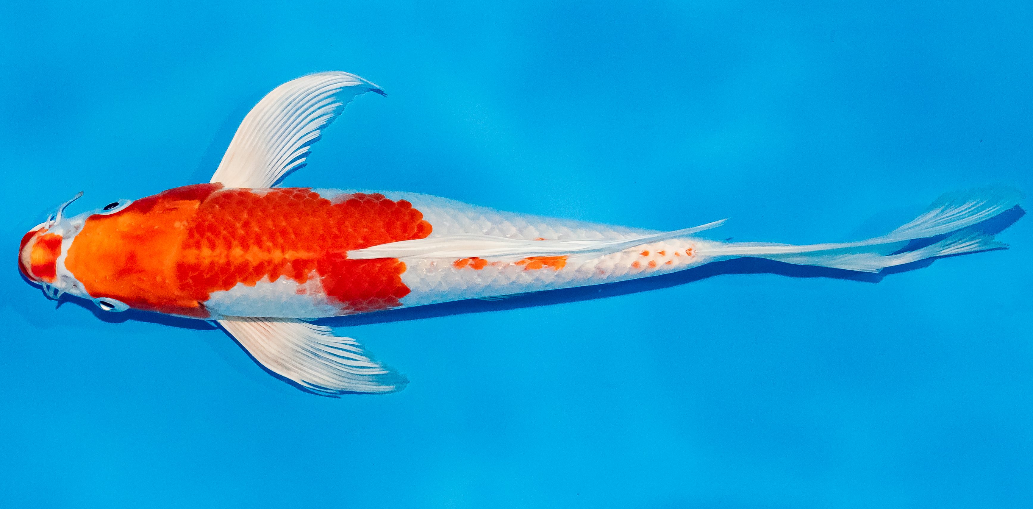Butterfly Koi 25-30cm Nr. 2393
