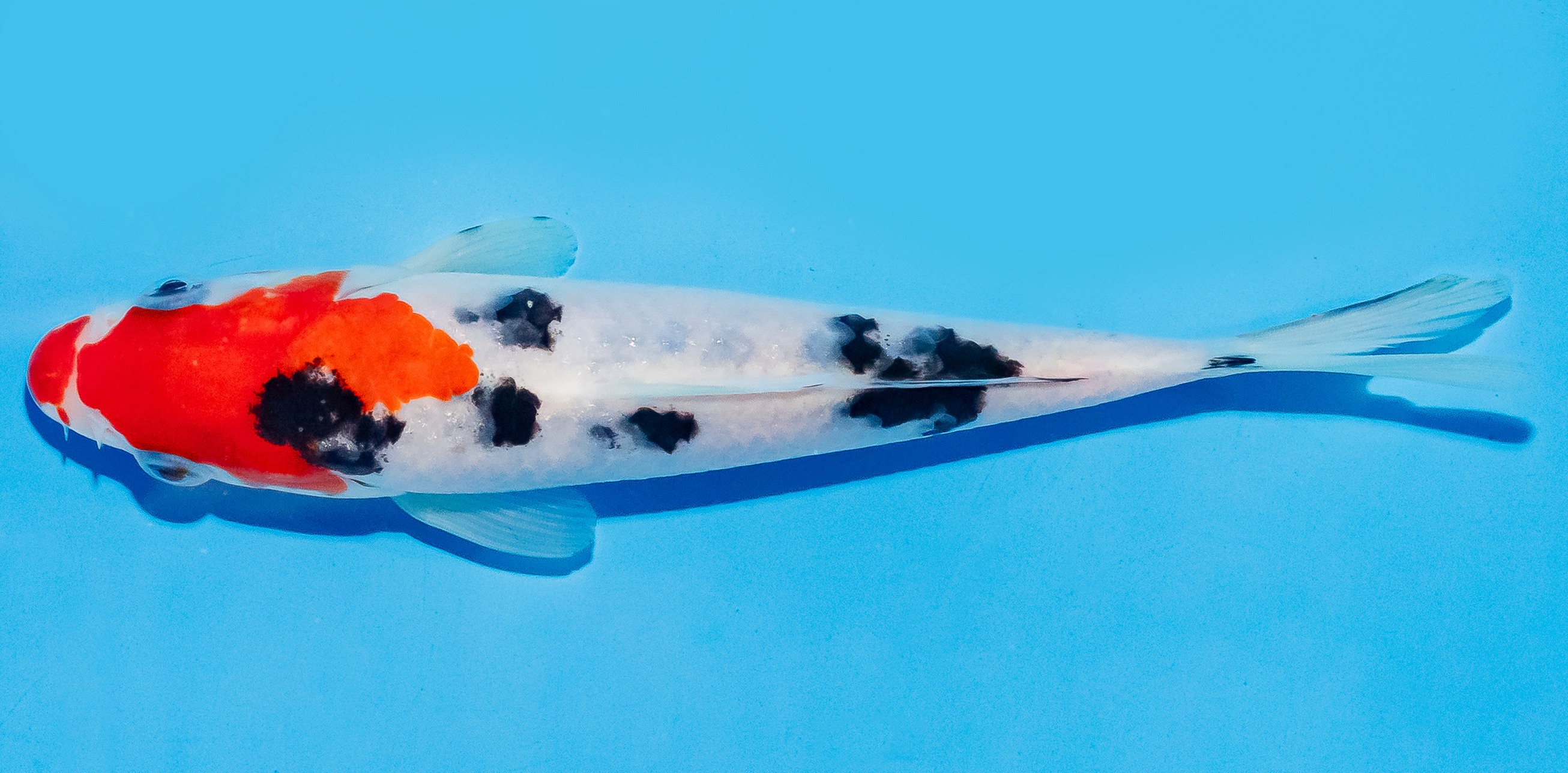 Koi 17-20cm Nr. 8718