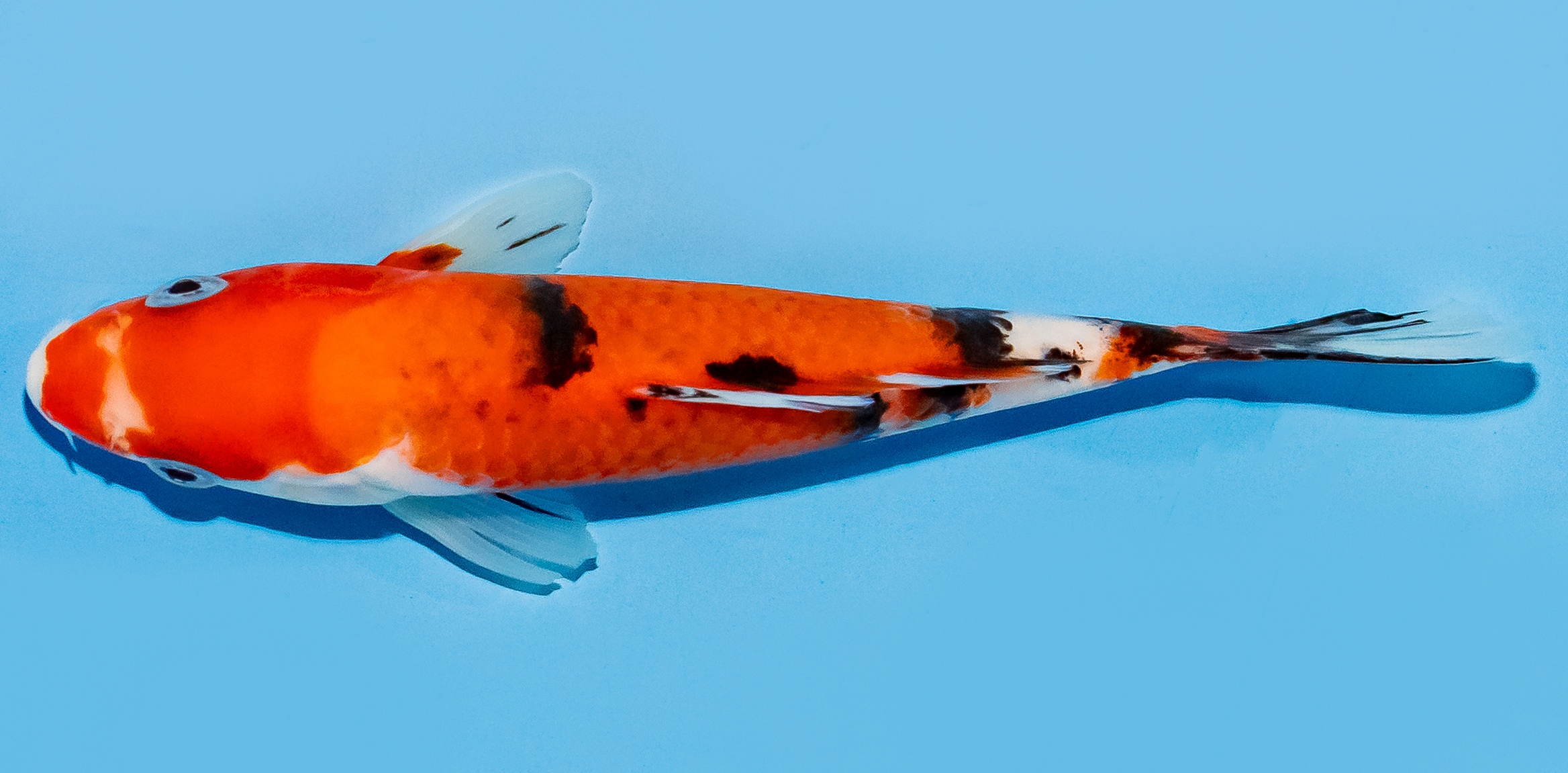 Koi 17-20cm Nr. 7750