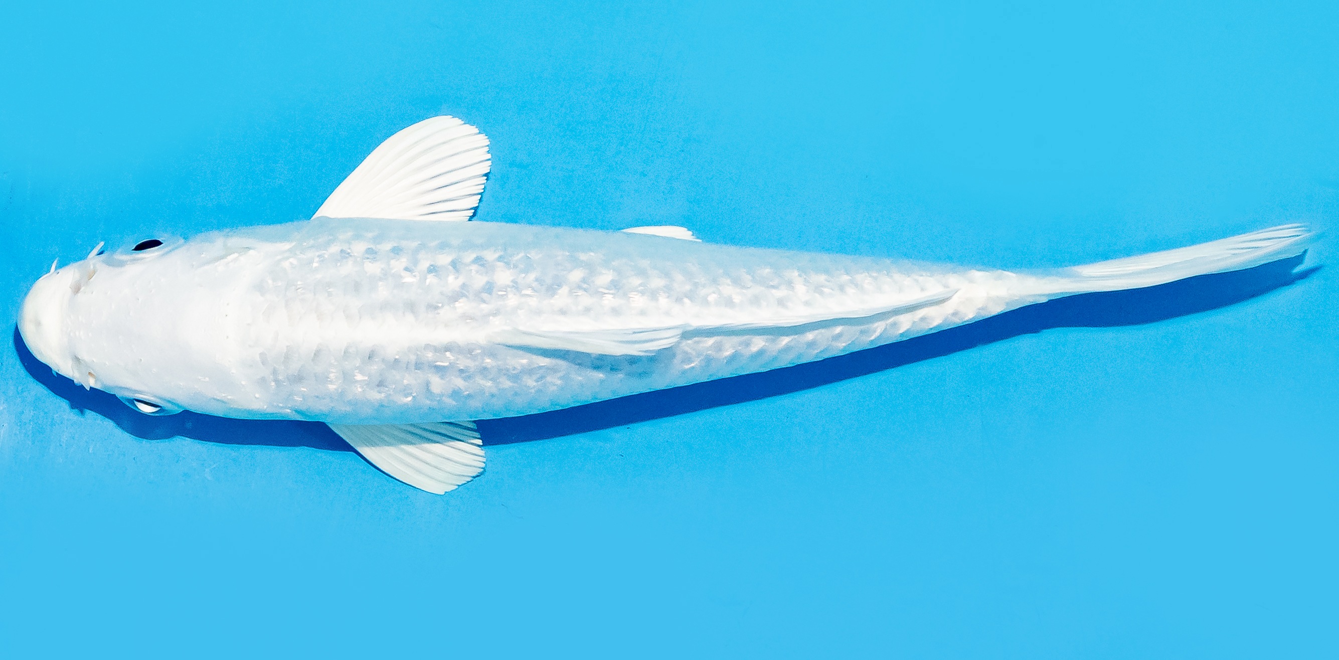 Koi 17-20cm Nr. 8776