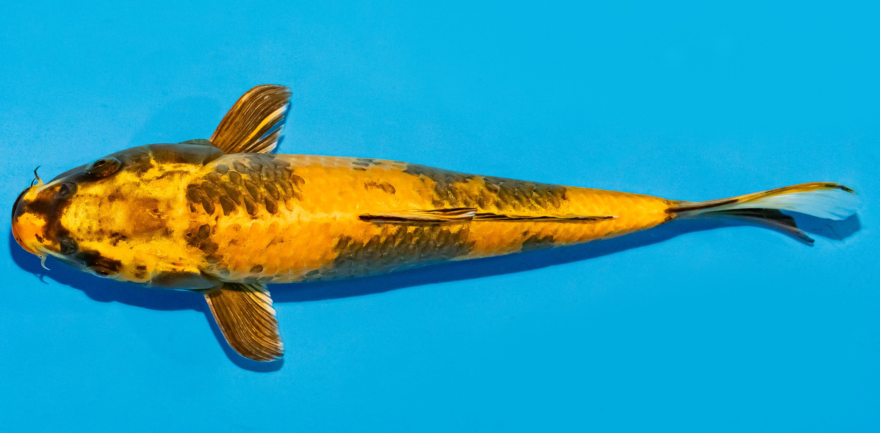 Koi 25-30cm Nr. 7917