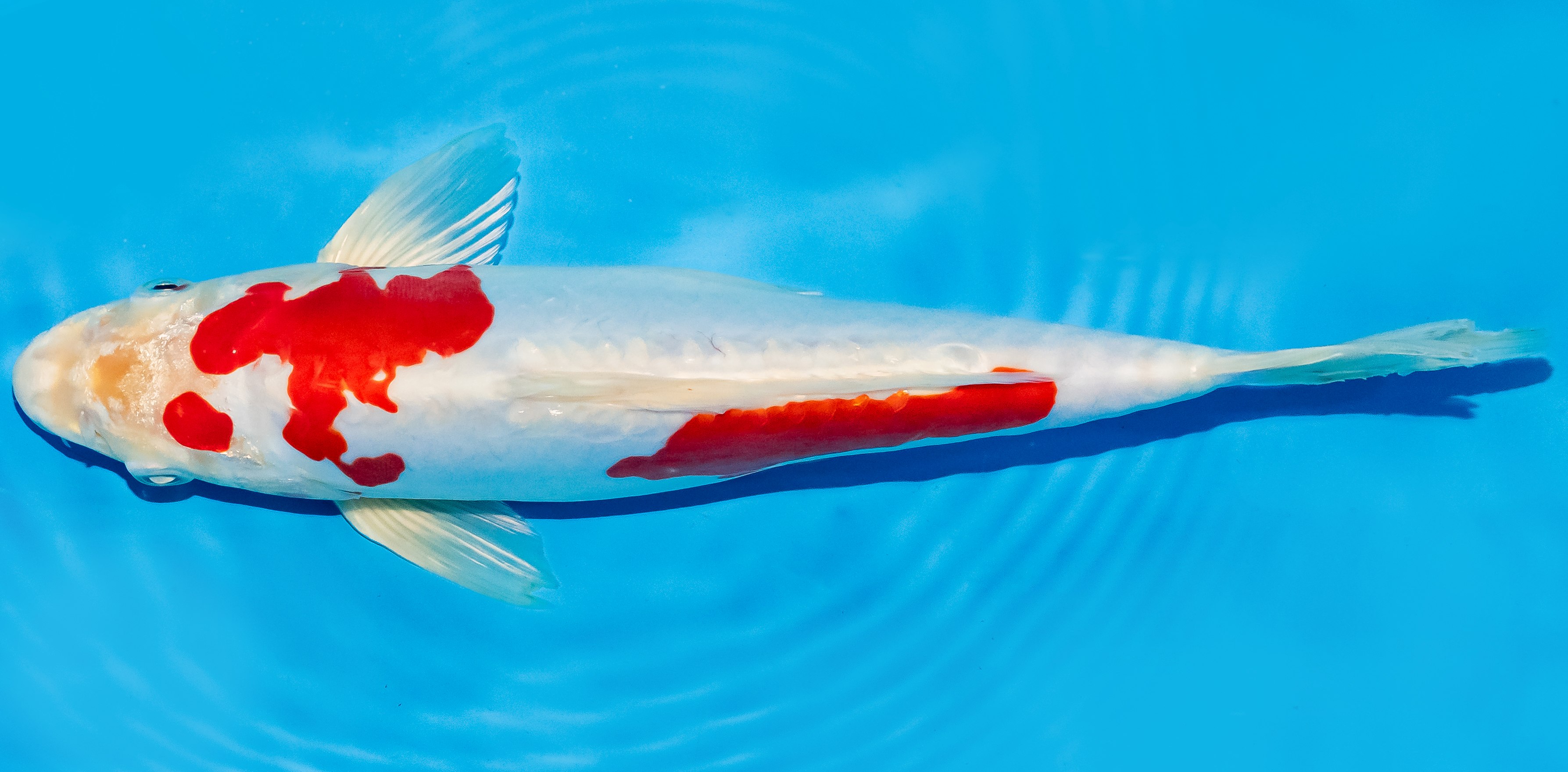 Koi 25-30cm Nr. 5223