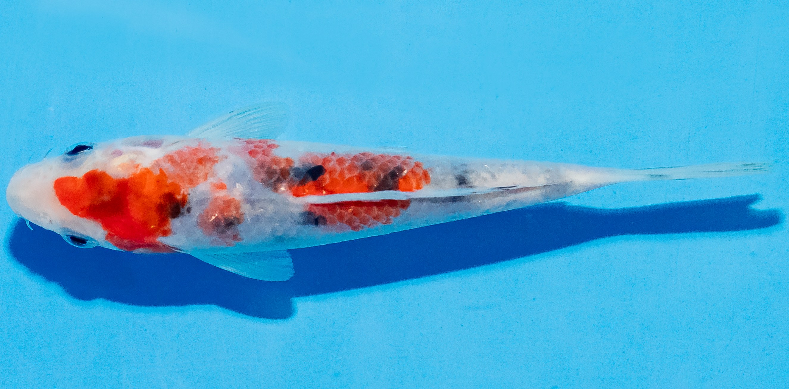 Koi 14-17cm Nr. 4771