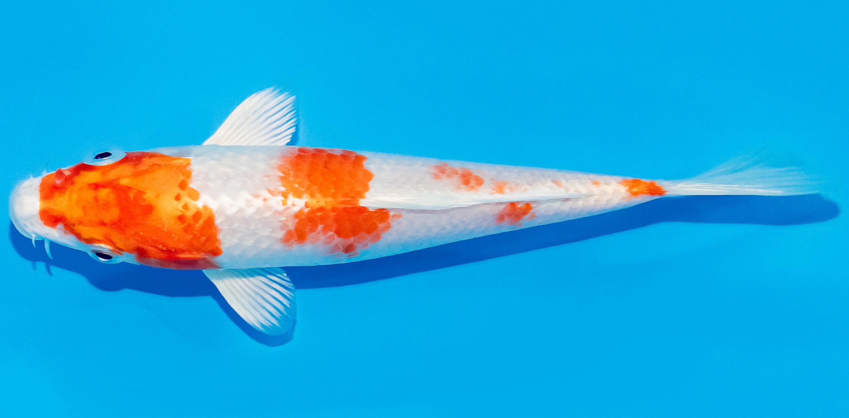 Koi 14-17cm Nr. 3160