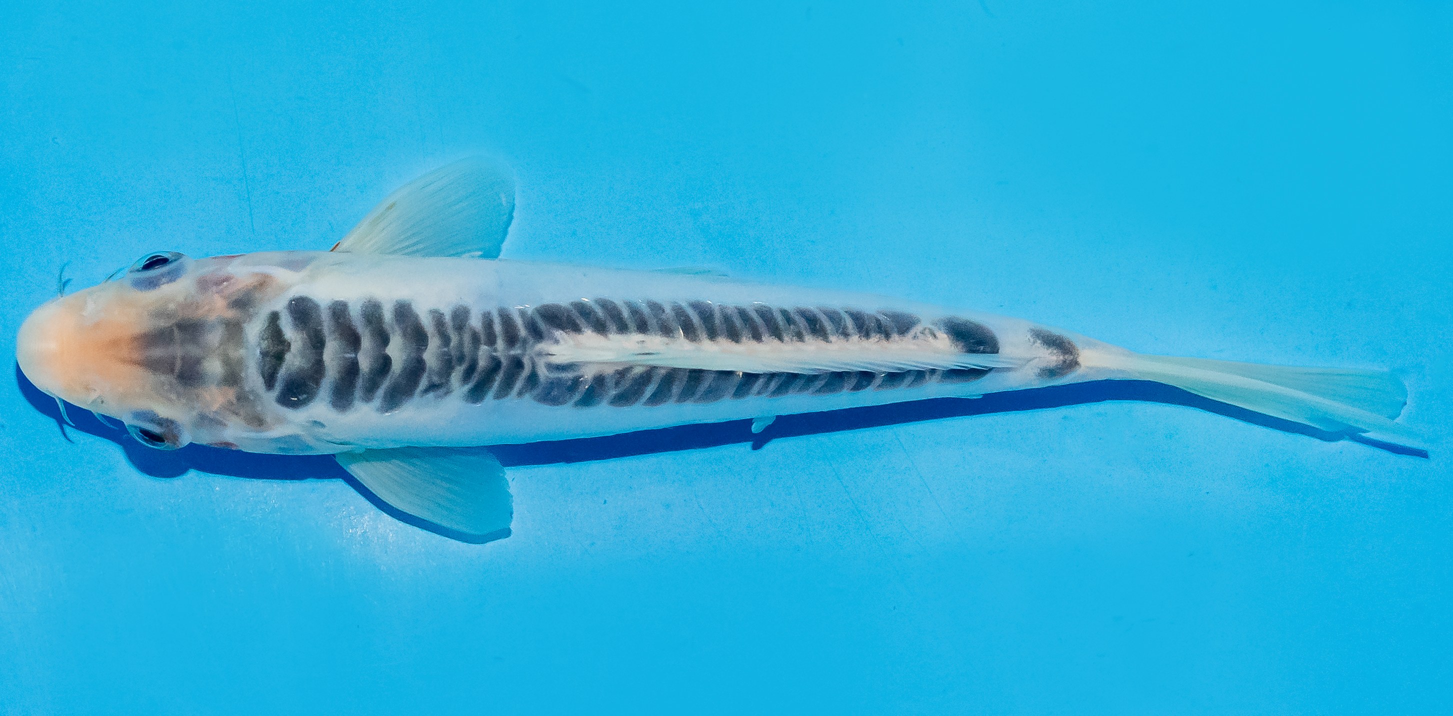 Koi 20-25cm Nr. 6047