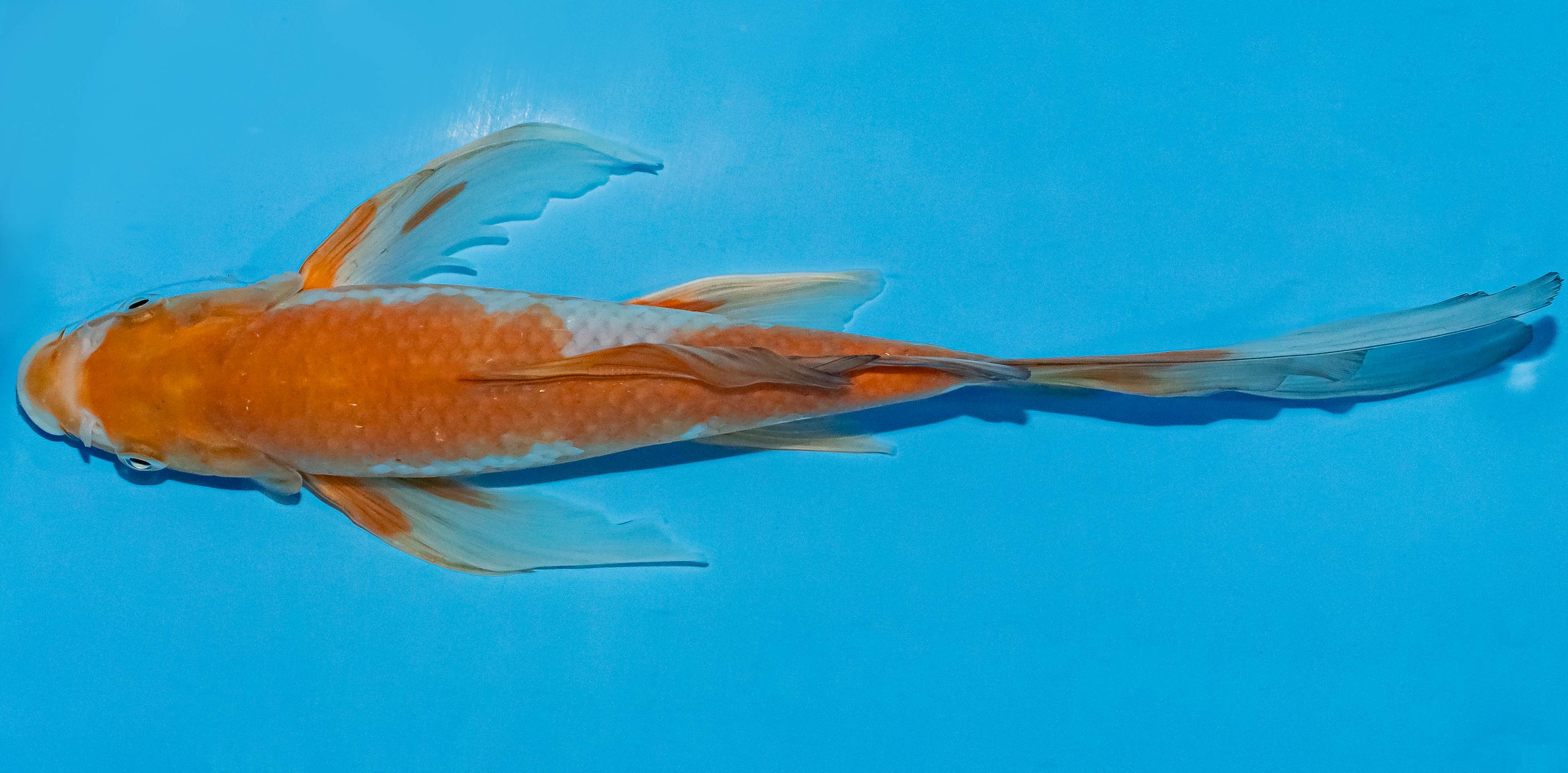 Butterfly Koi 25-30cm Nr. 2382