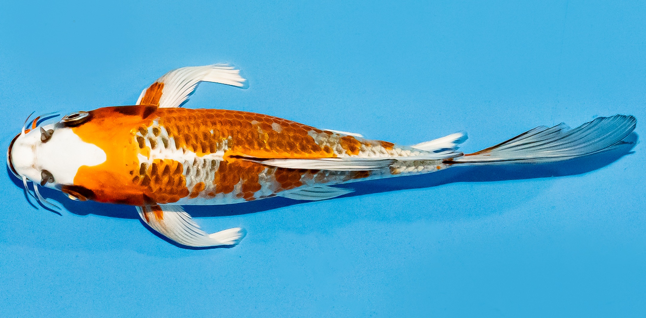 Butterfly Koi 20-25cm Nr. 5468