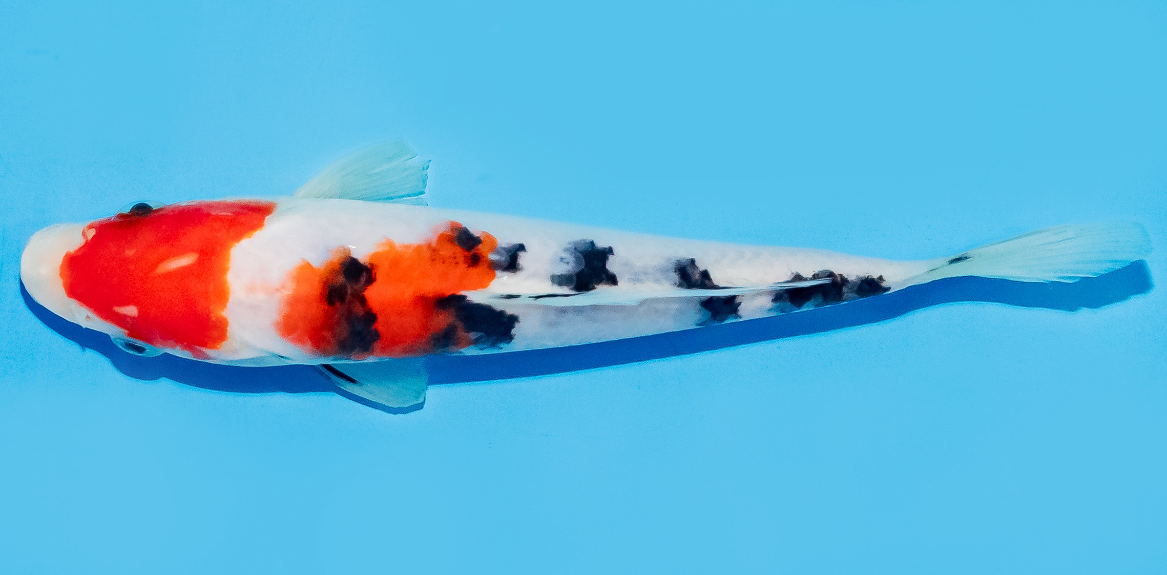 Koi 14-17cm Nr. 8125