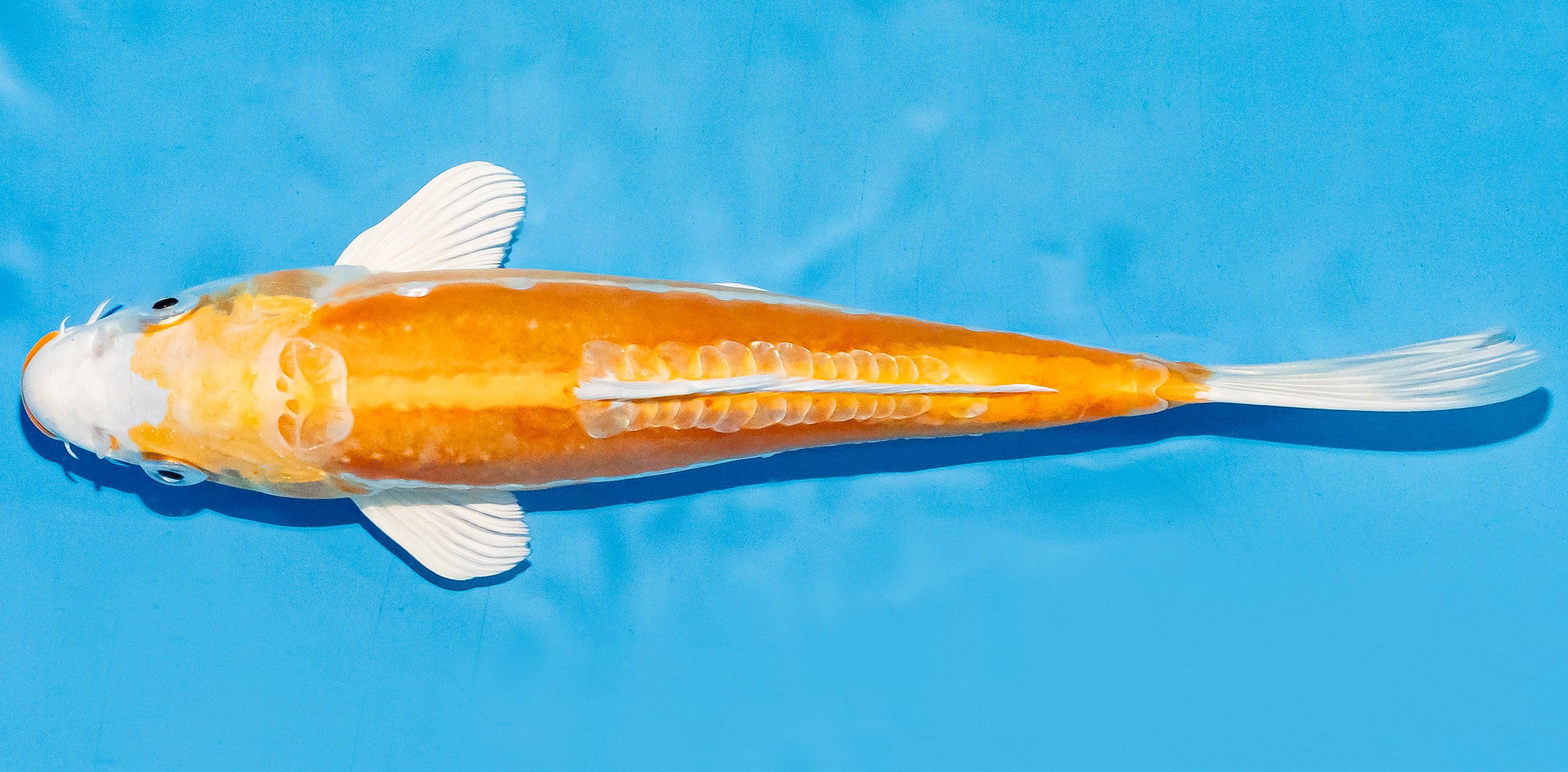 Koi 20-25cm Nr. 6035