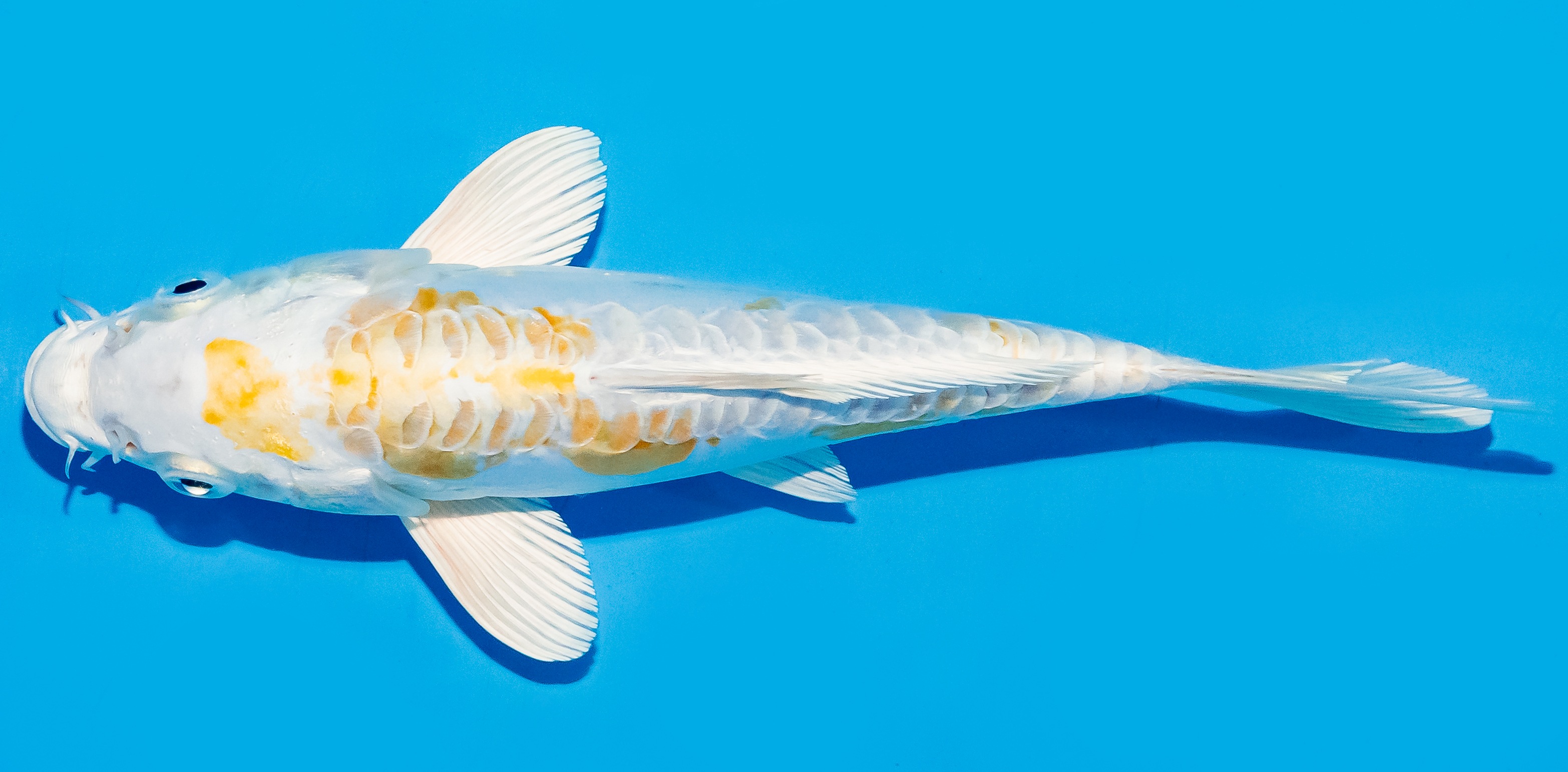 Koi 20-25cm Nr. 8630
