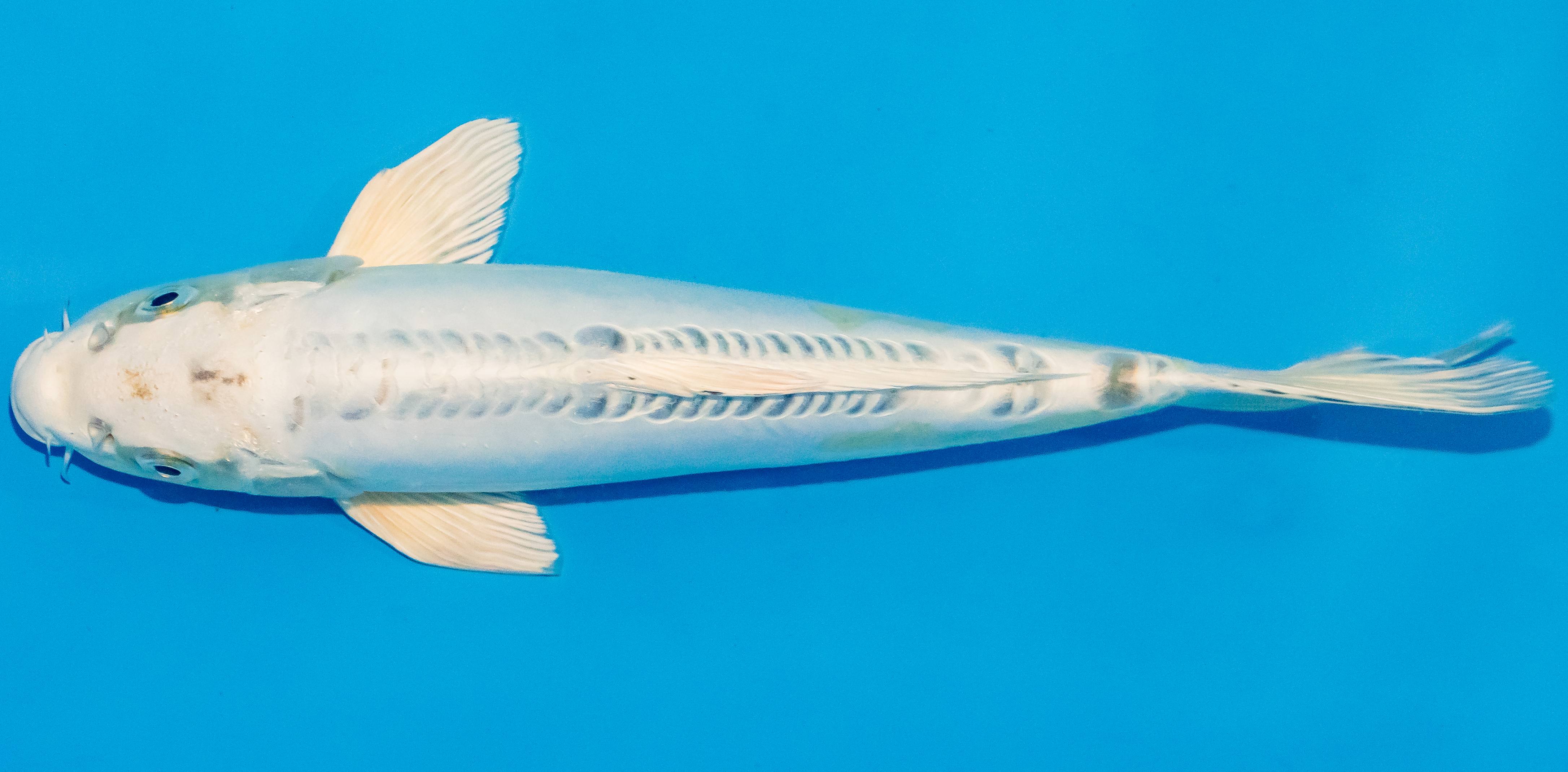 Koi 25-30cm Nr. 1613