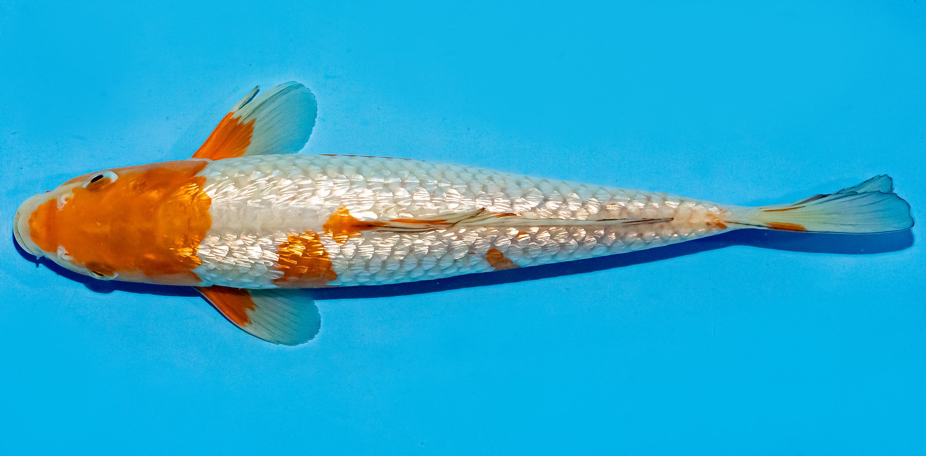 Koi 25-30cm Nr. 5211