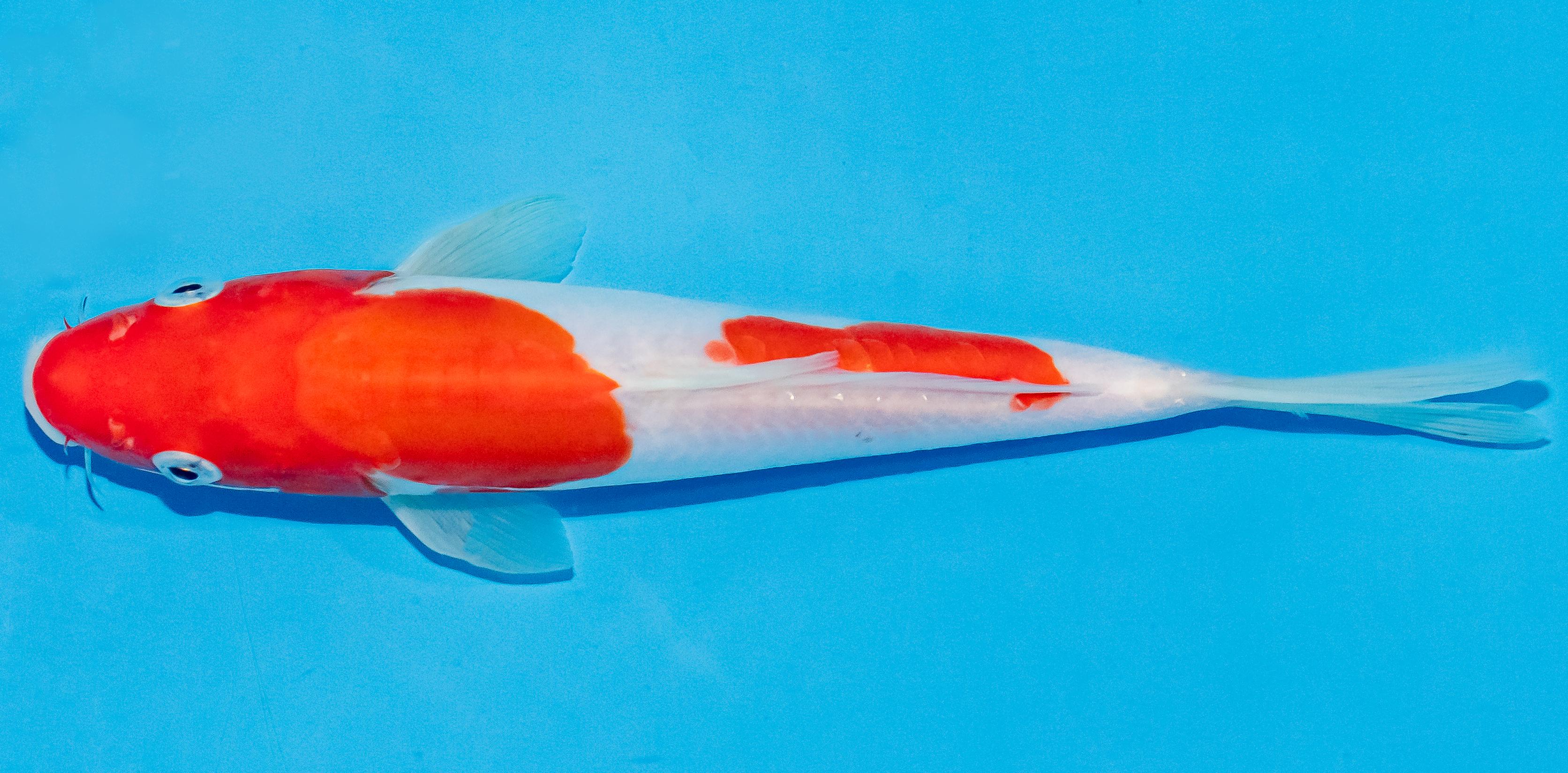 Koi 20-25cm Nr. 2822