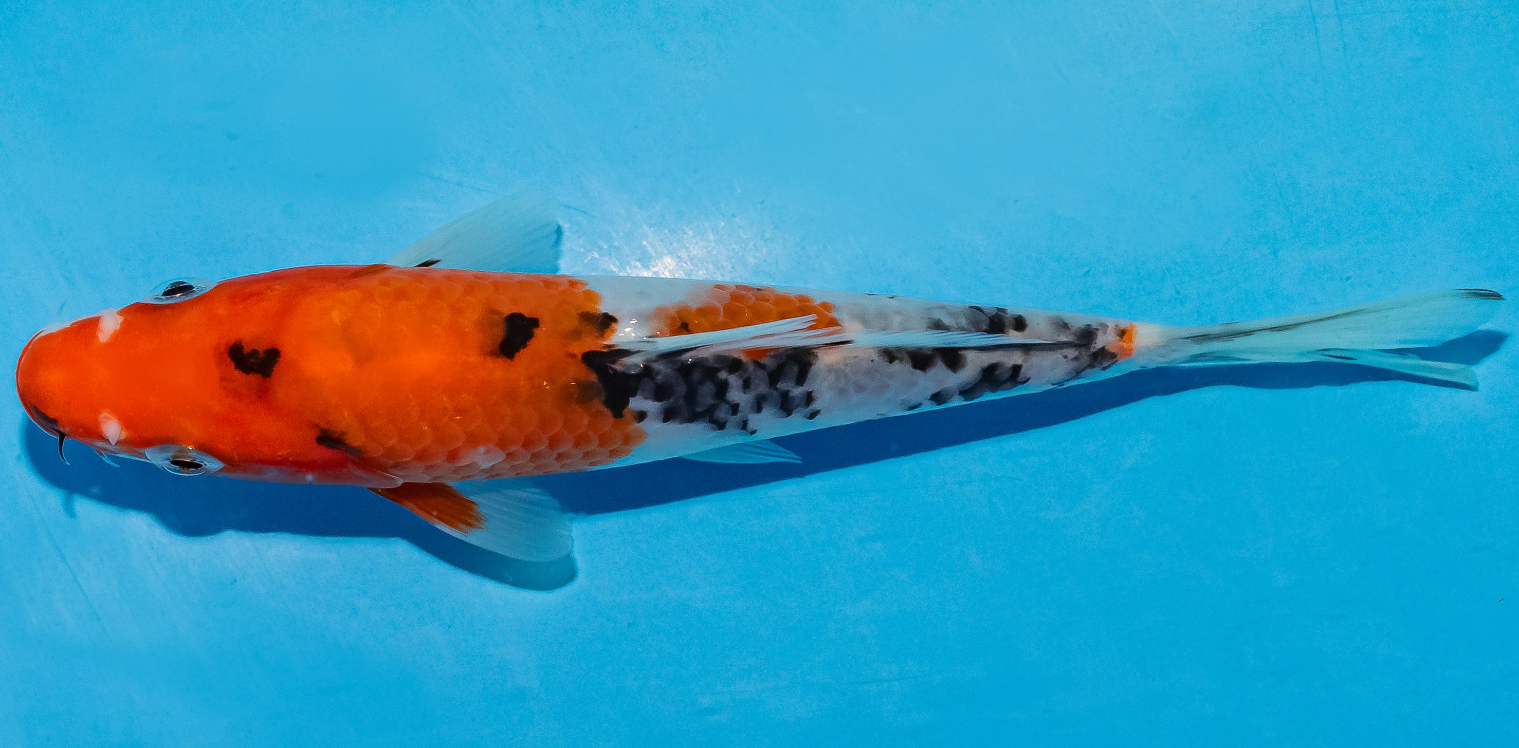 Koi 14-17cm Nr. 4729