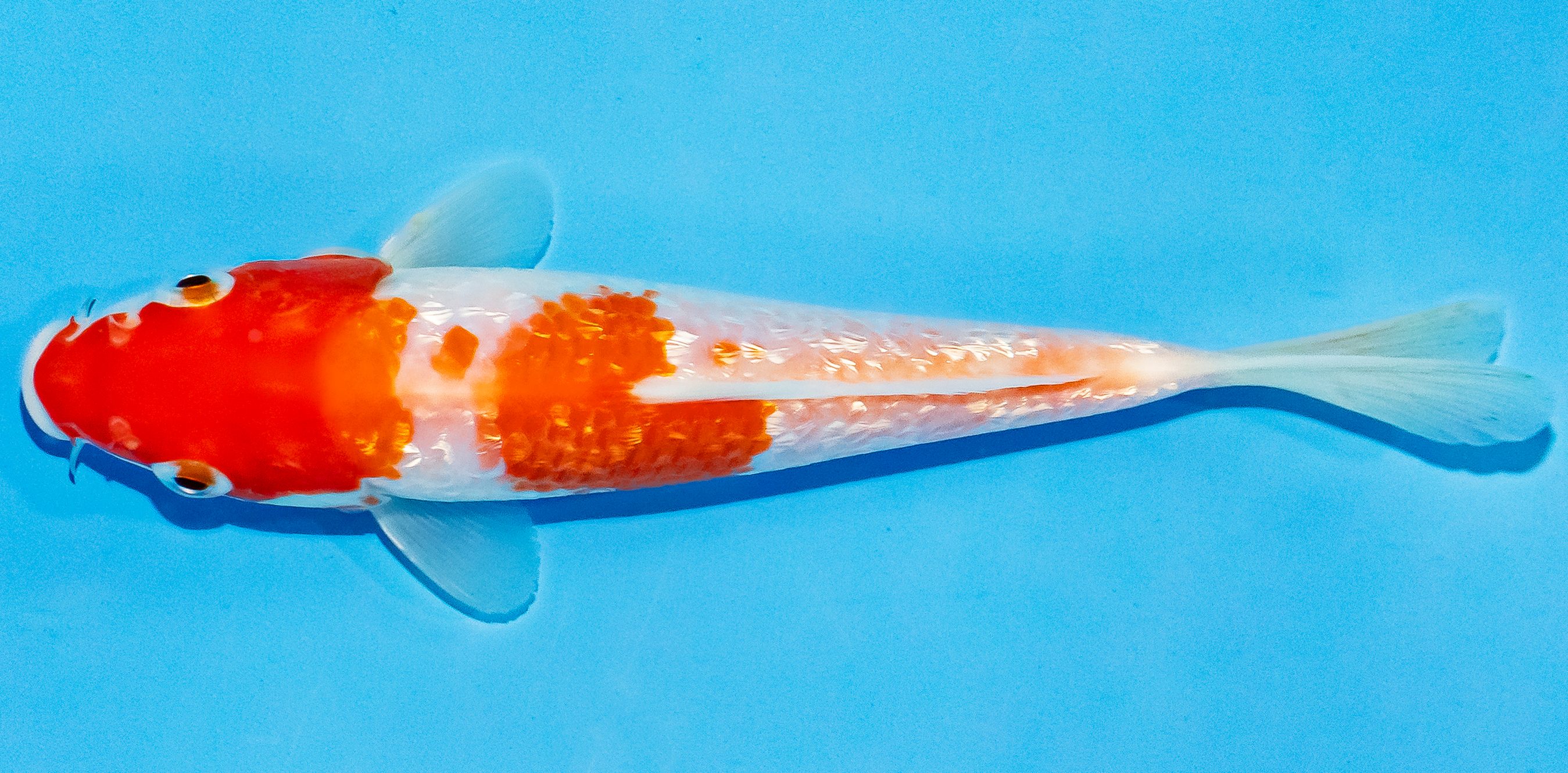 Koi 14-17cm Nr. 3123