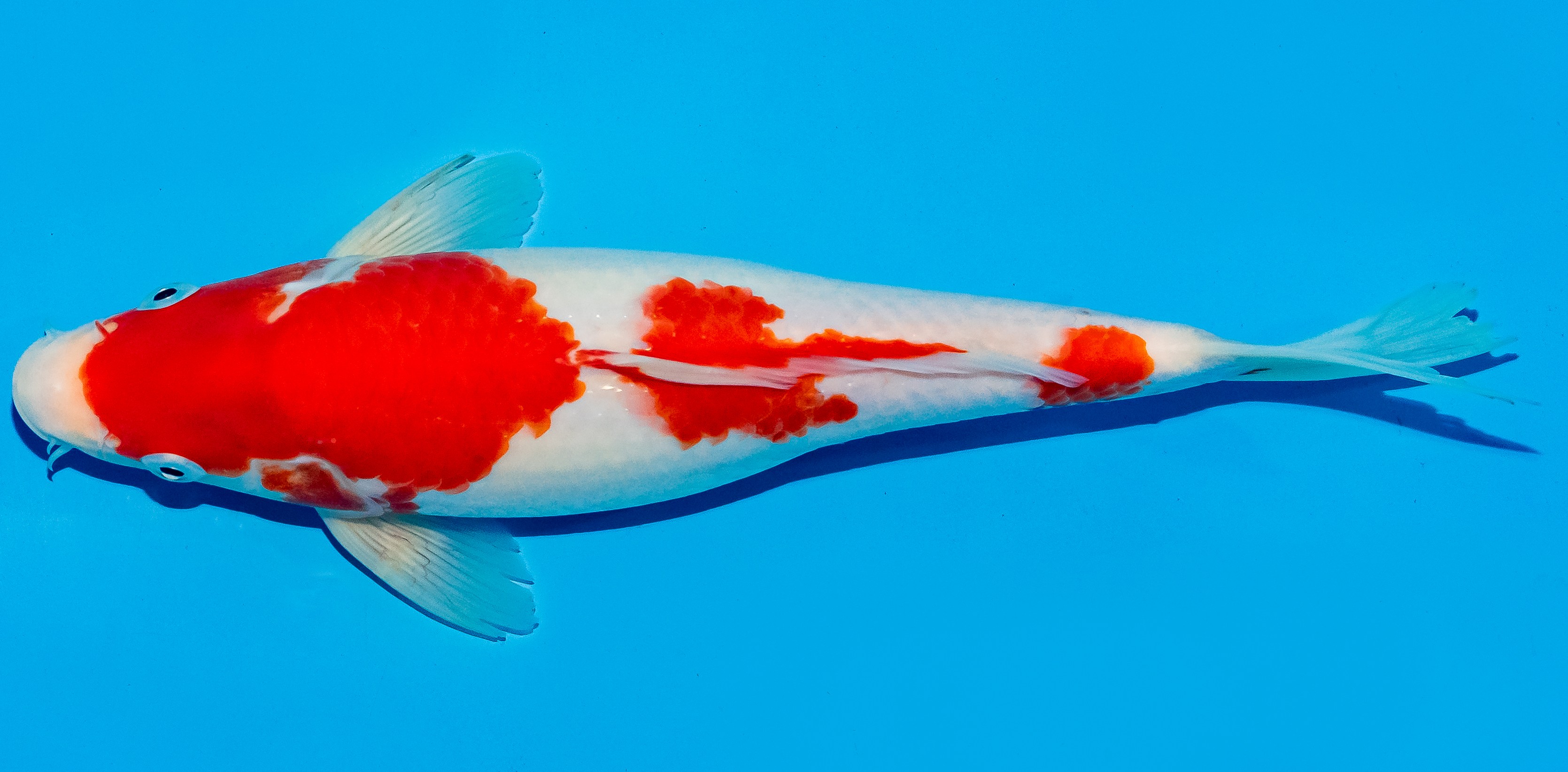 Koi 25-30cm Nr. 5309