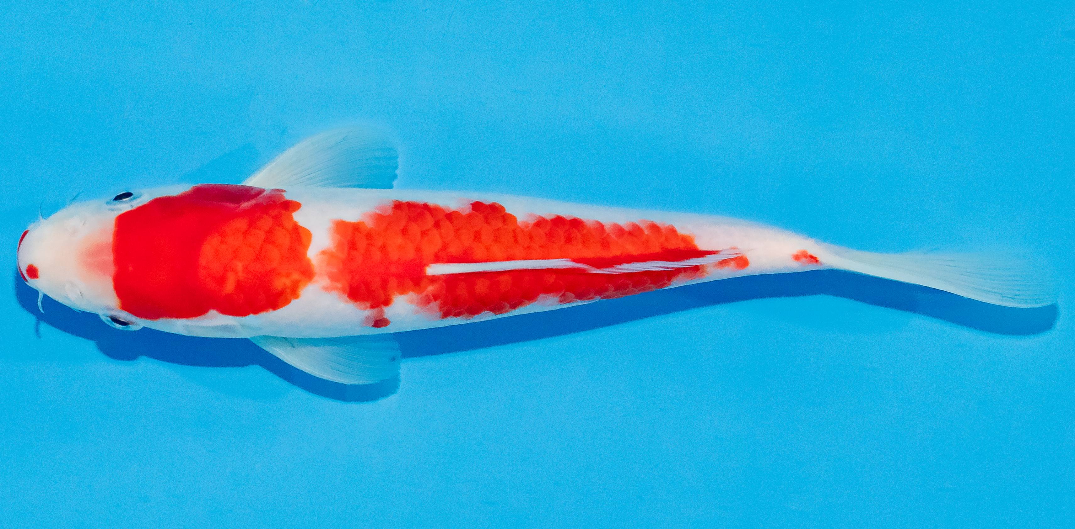 Koi 20-25cm Nr. 2832