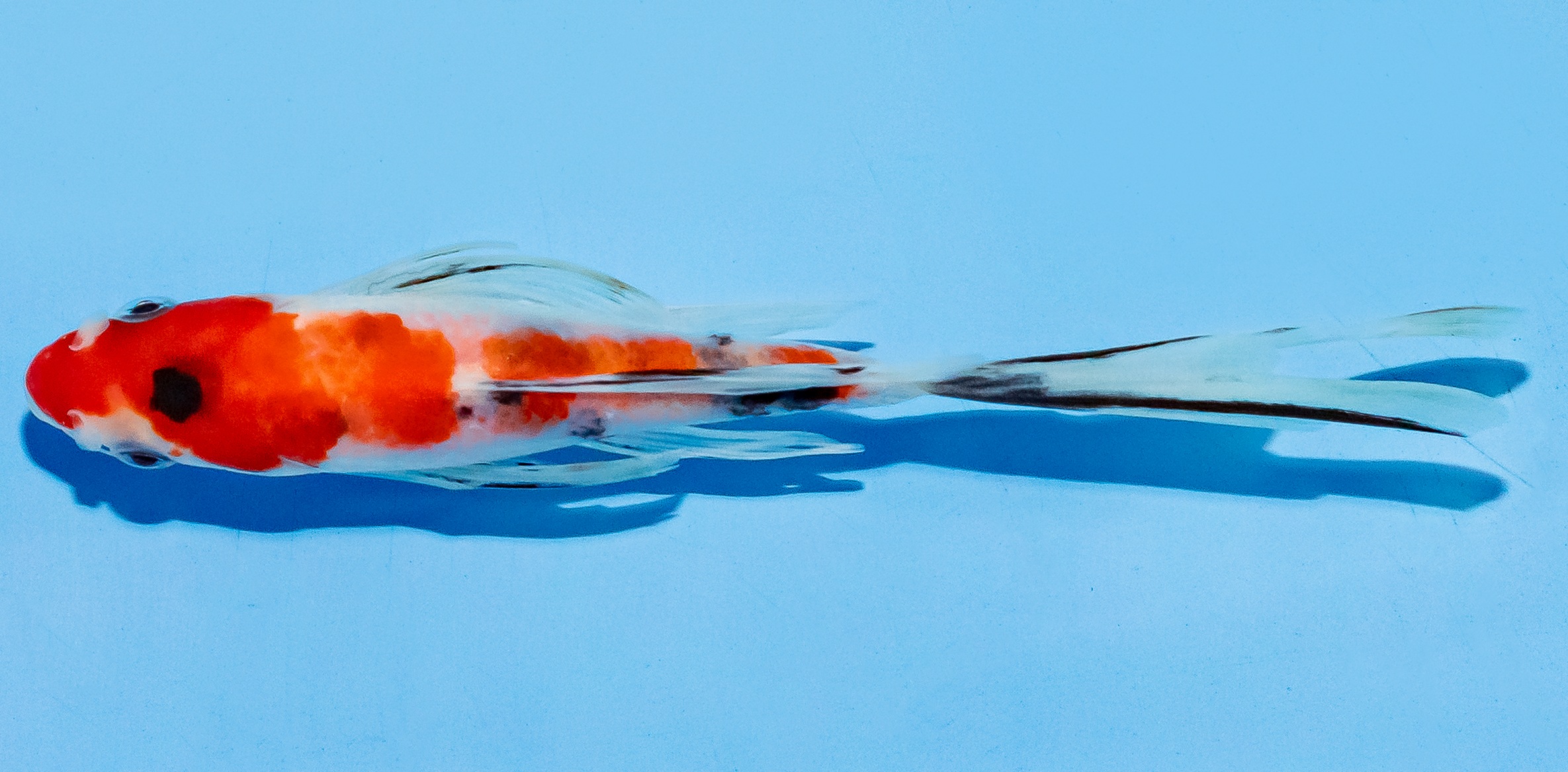 Butterfly Koi 14-17cm Nr. 5757