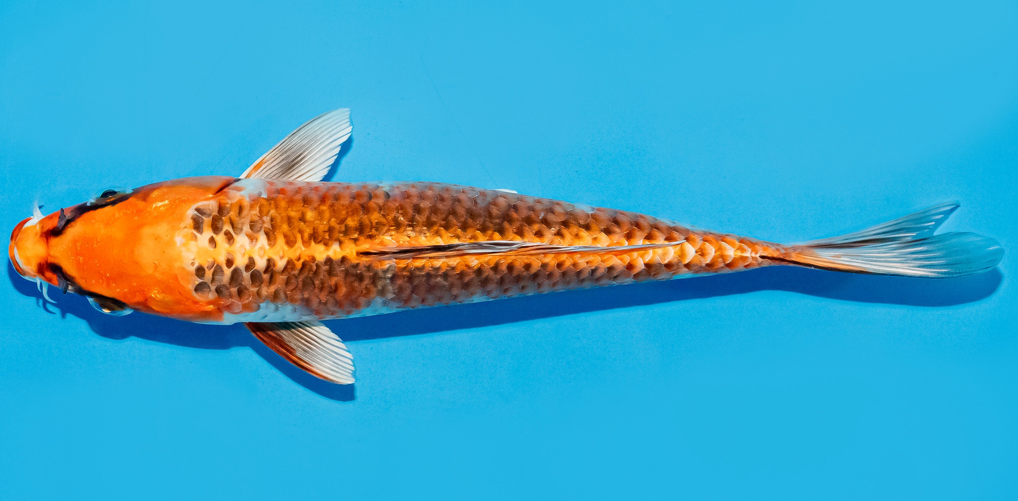 Koi 20-25cm Nr. 8624