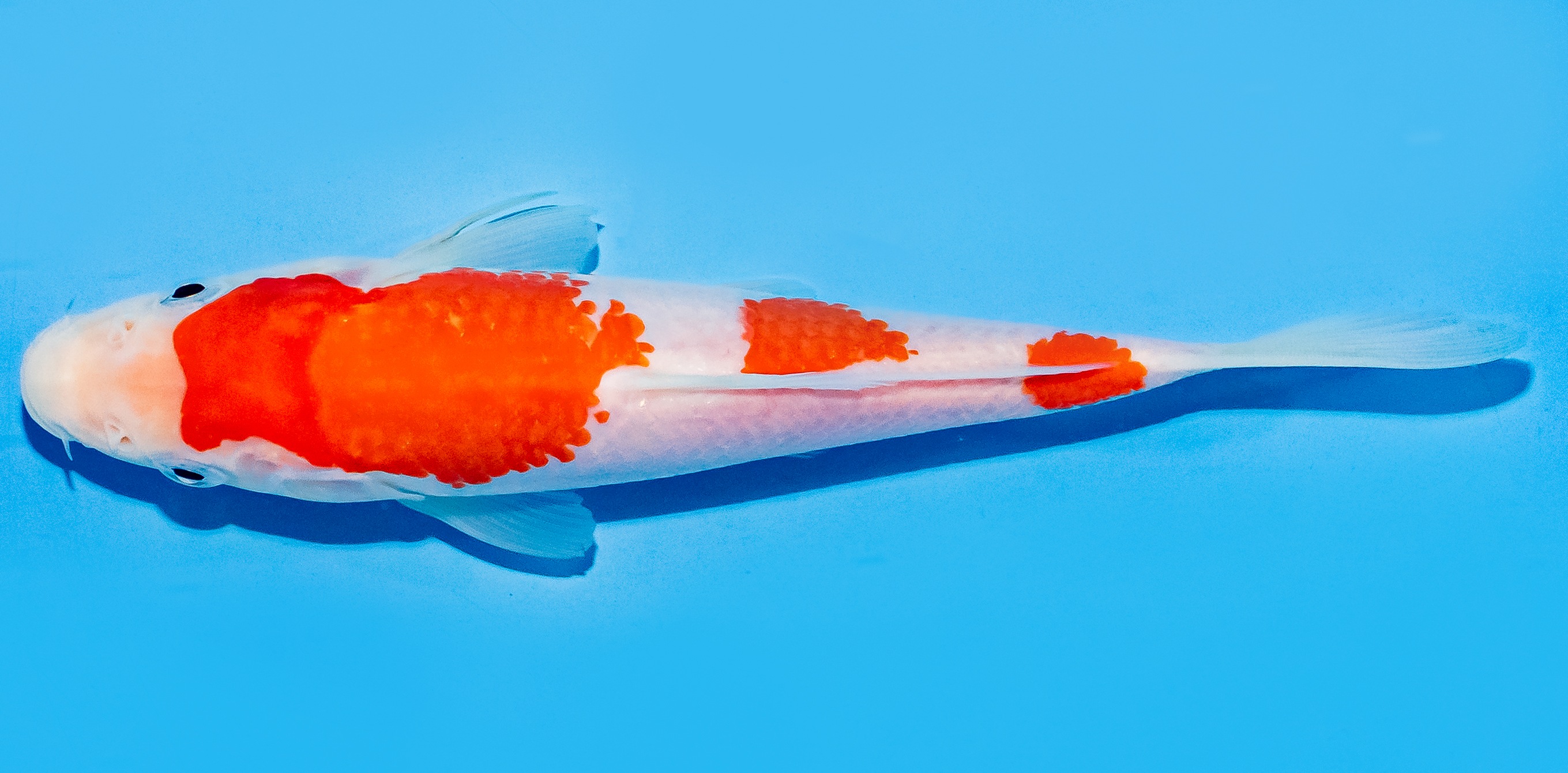 Koi 17-20cm Nr. 7776