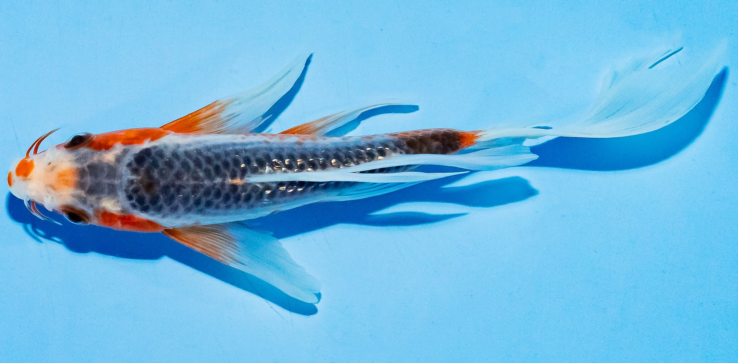 Butterfly Koi 17-20cm Nr. 5928