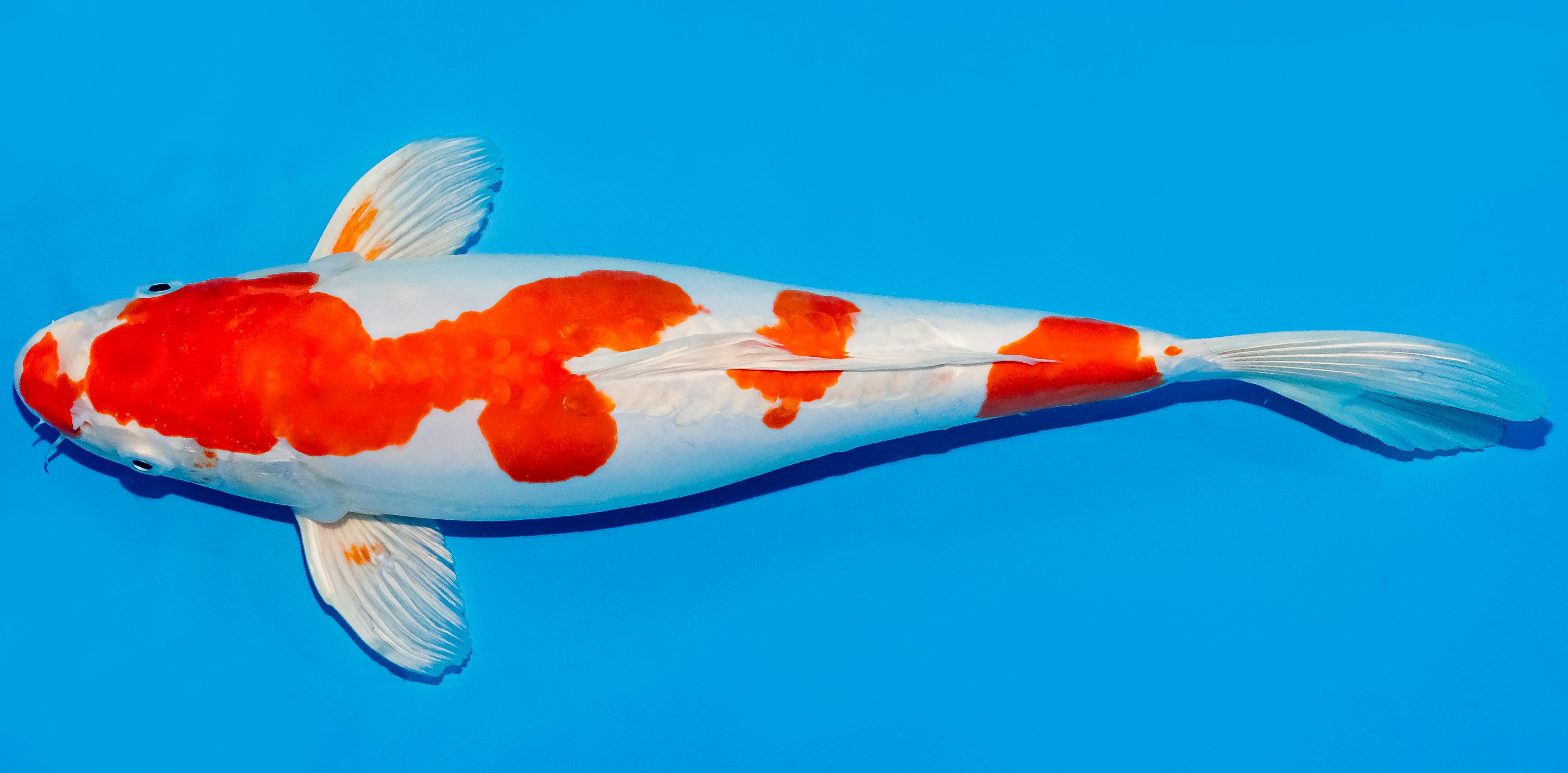 Koi 35-40cm Nr. 5038