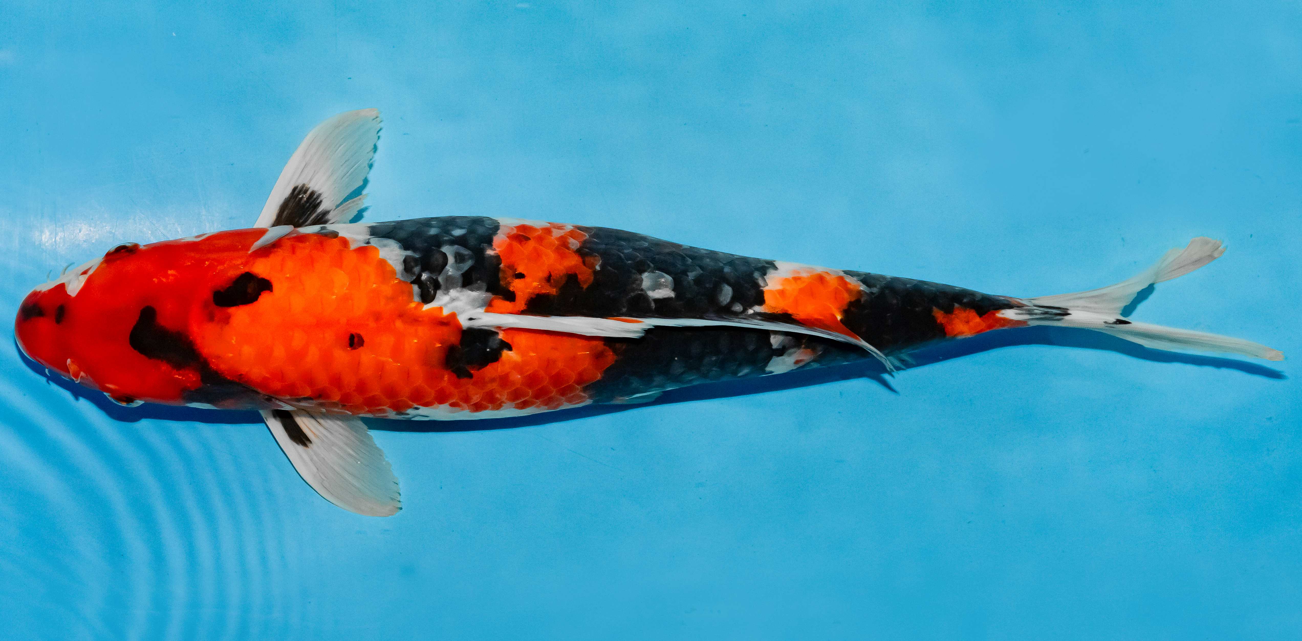Koi 40-45cm Nr. 4943
