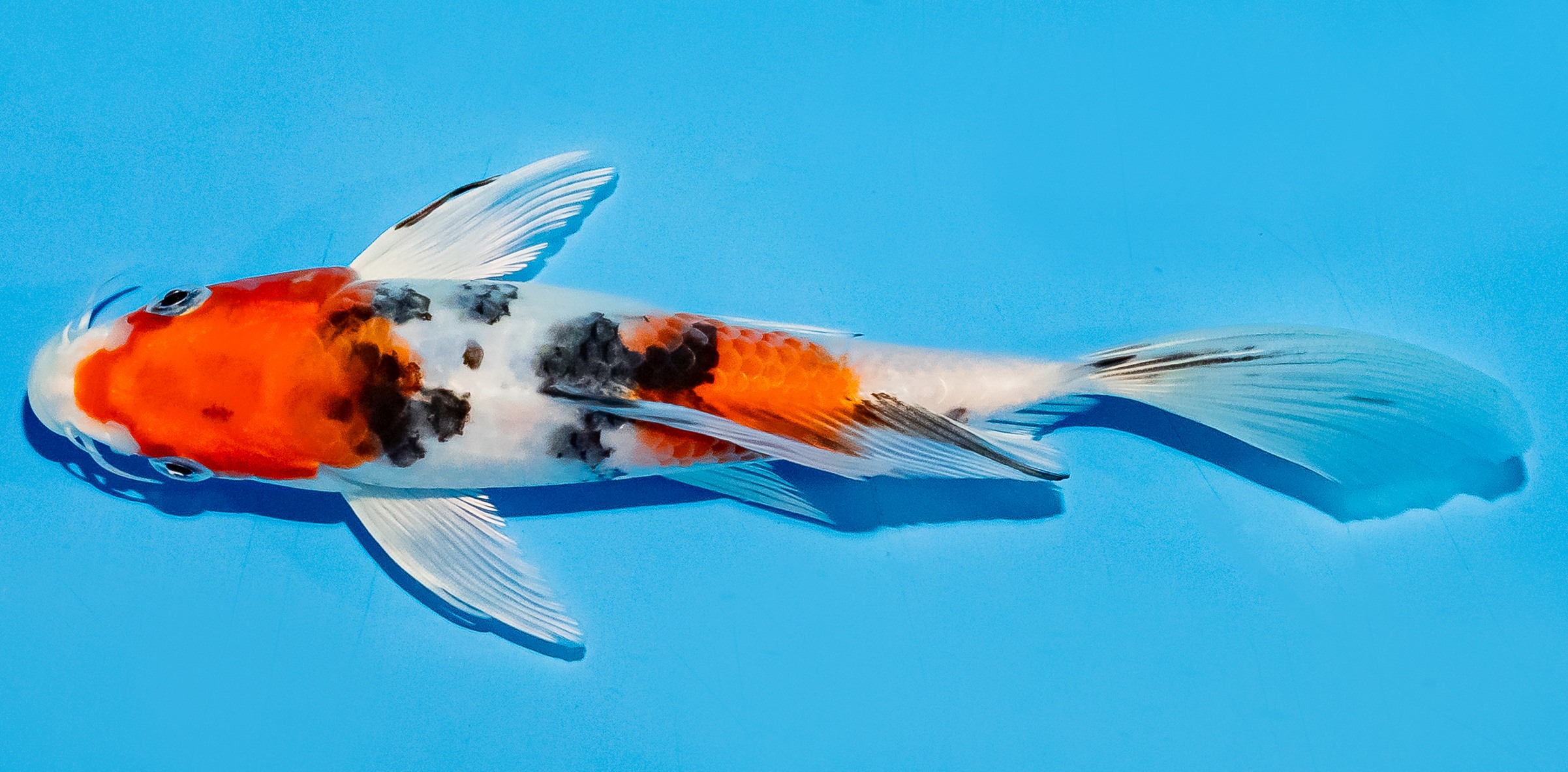 Butterfly Koi 20-25cm Nr. 5510