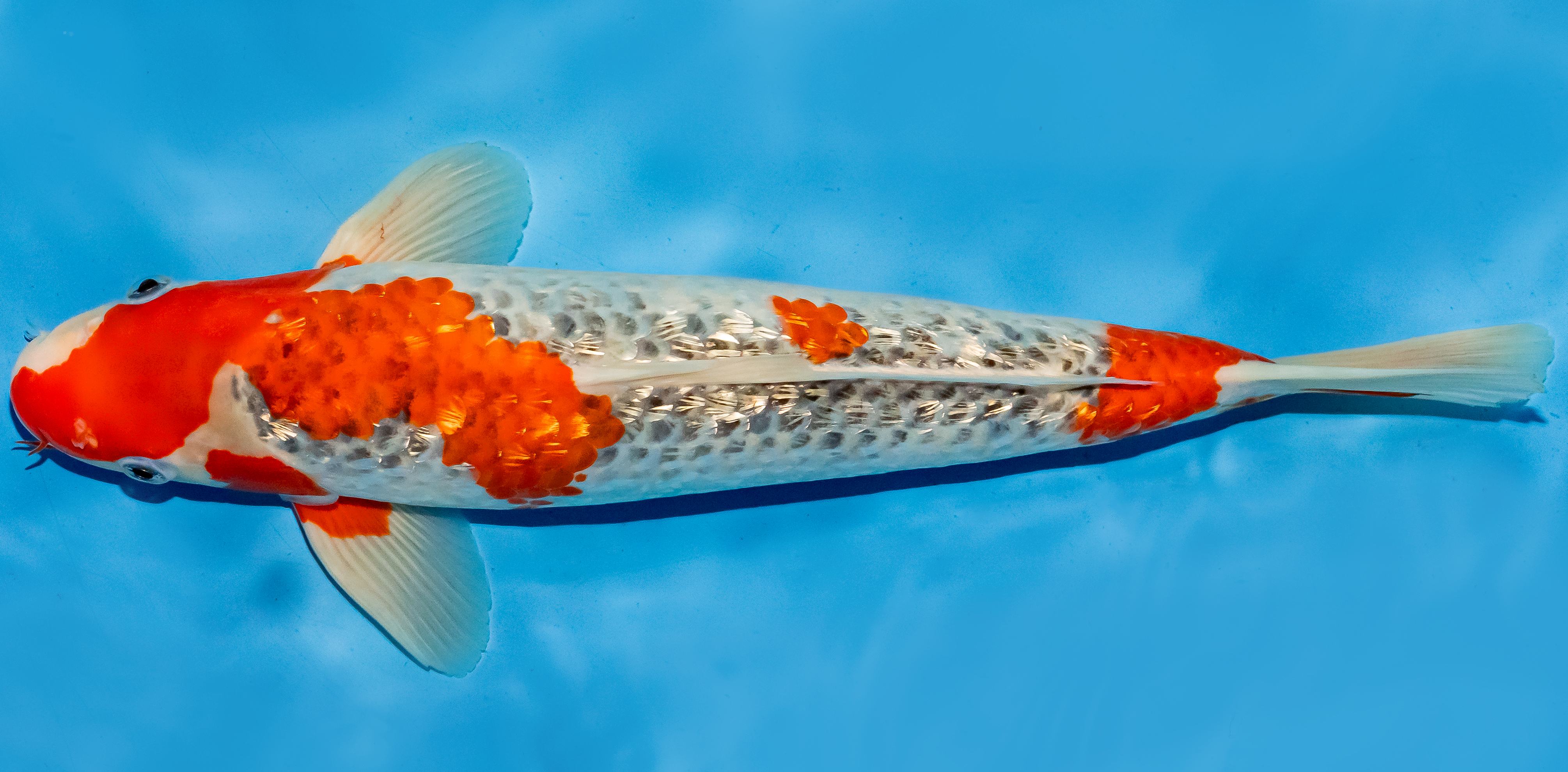 Koi 35-40cm Nr. 6715