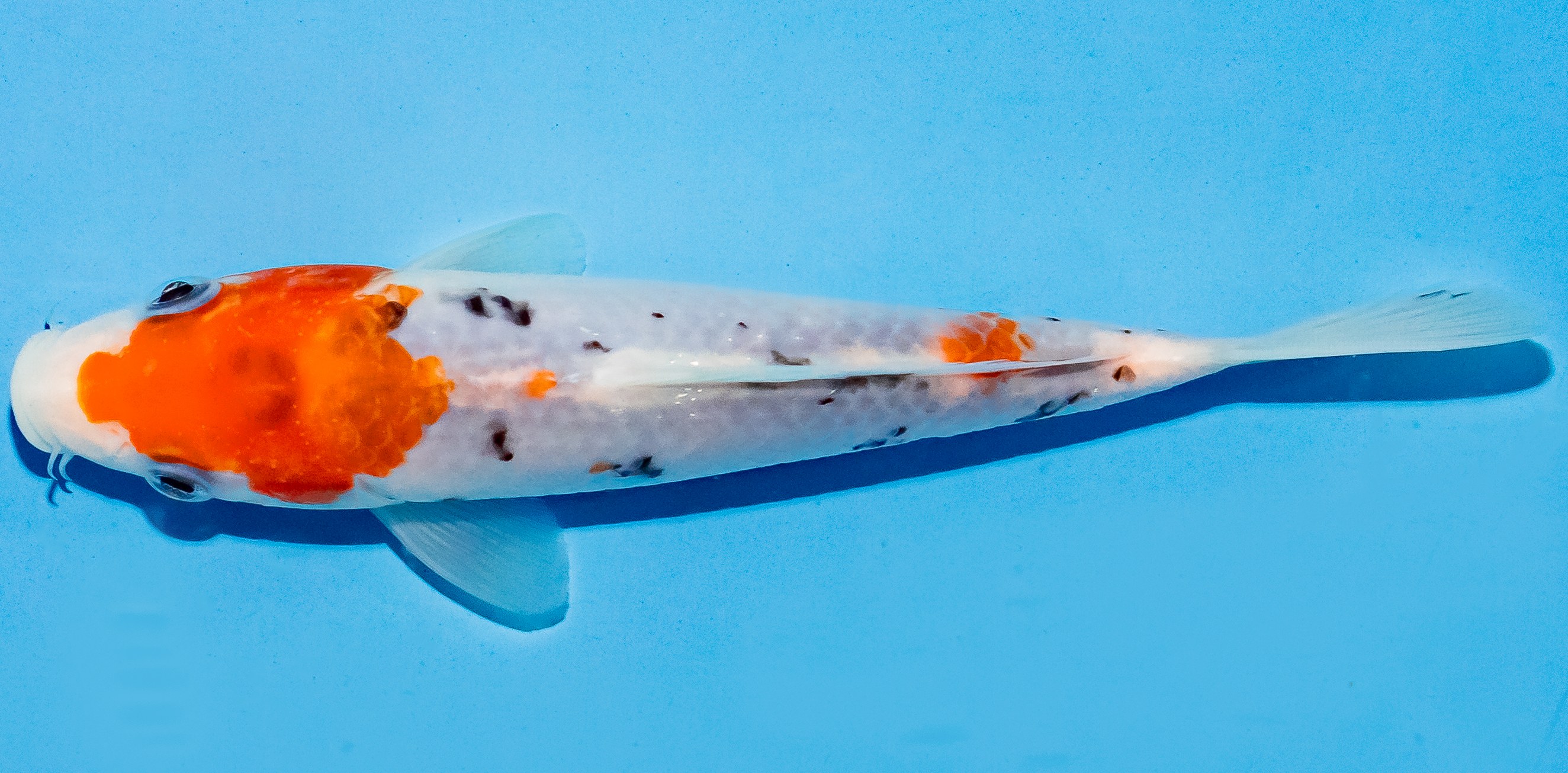 Koi 14-17cm Nr. 4760