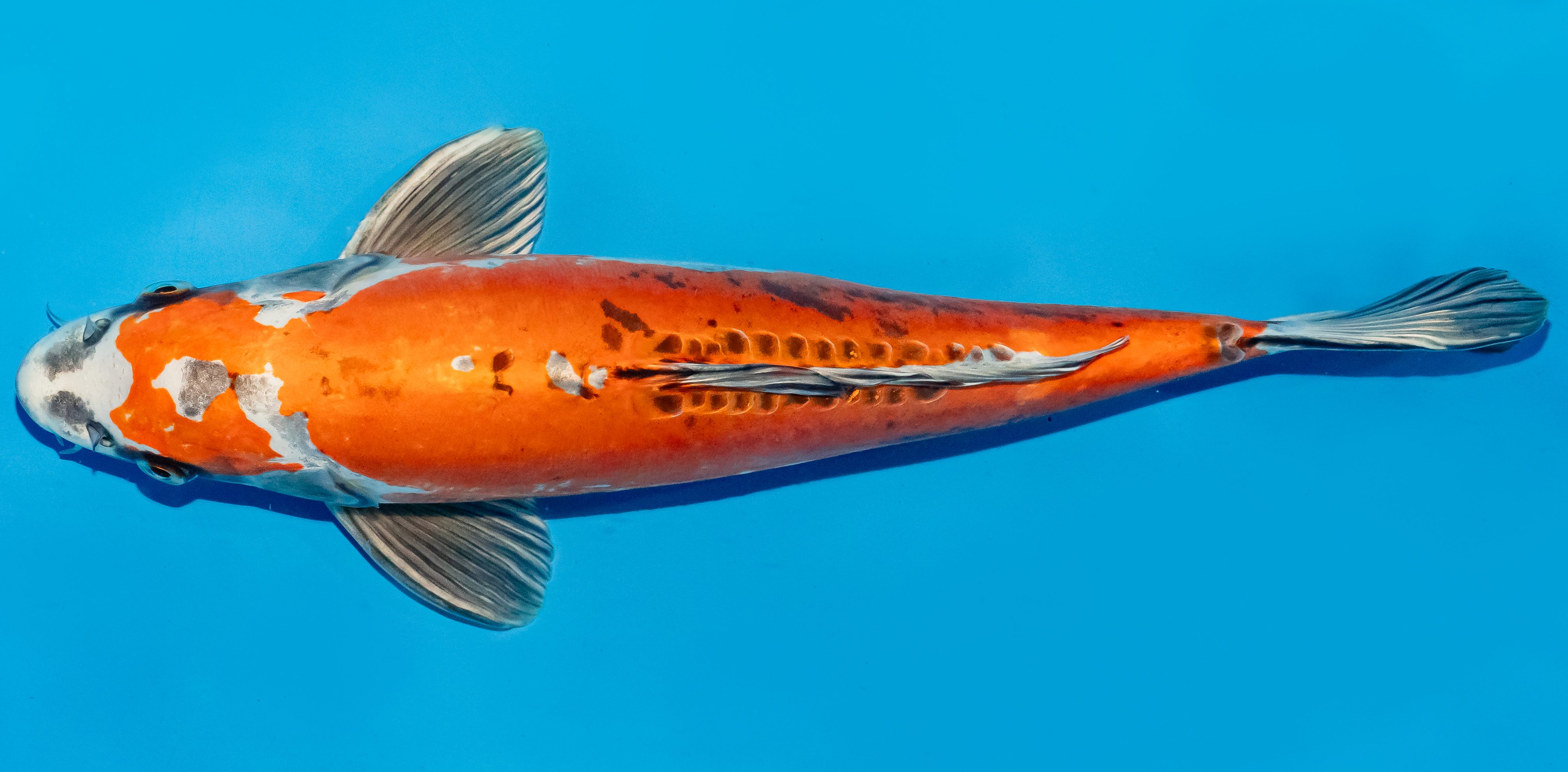 Koi 35-40cm Nr. 6748