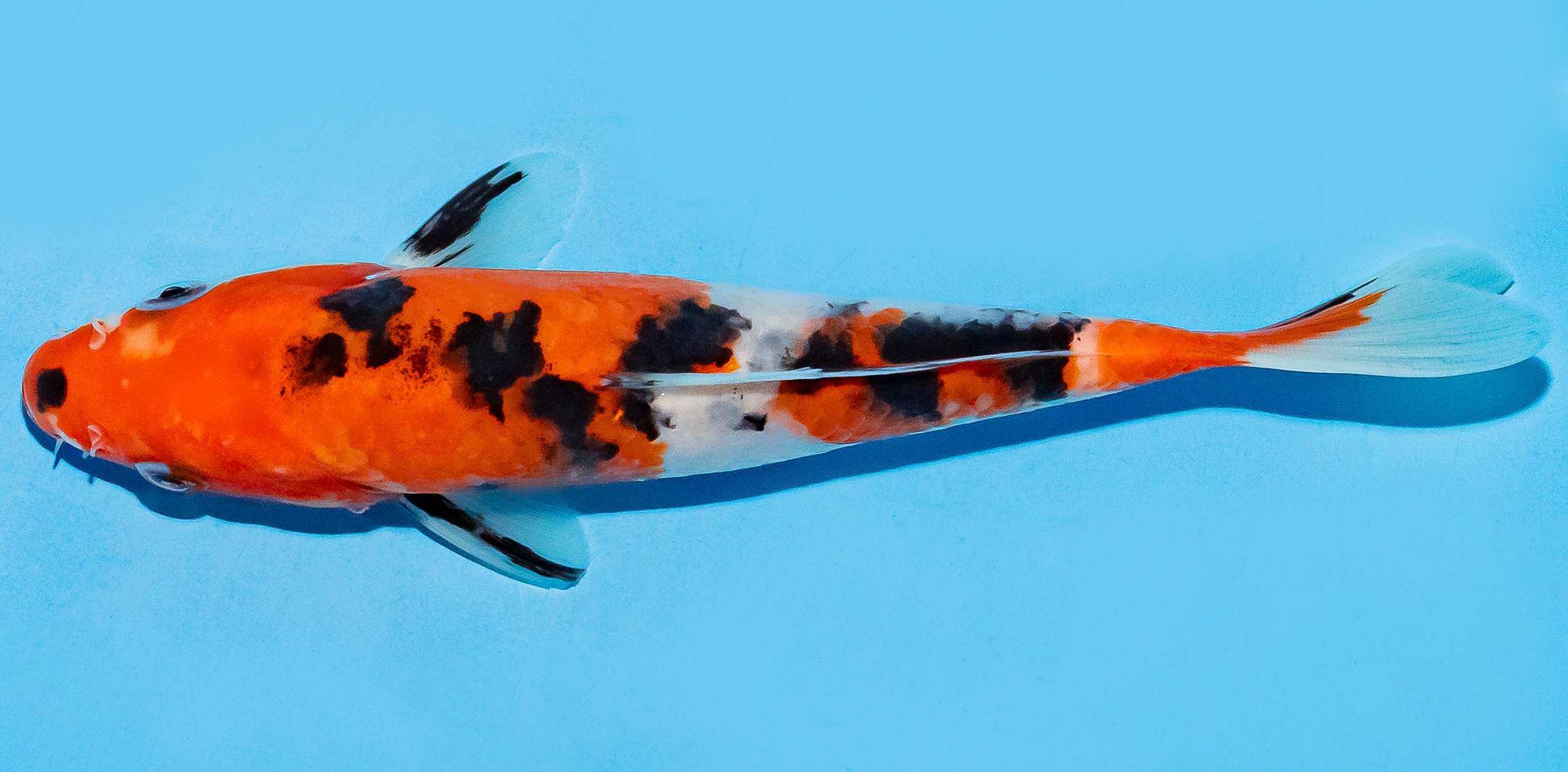 Koi 17-20cm Nr. 7754