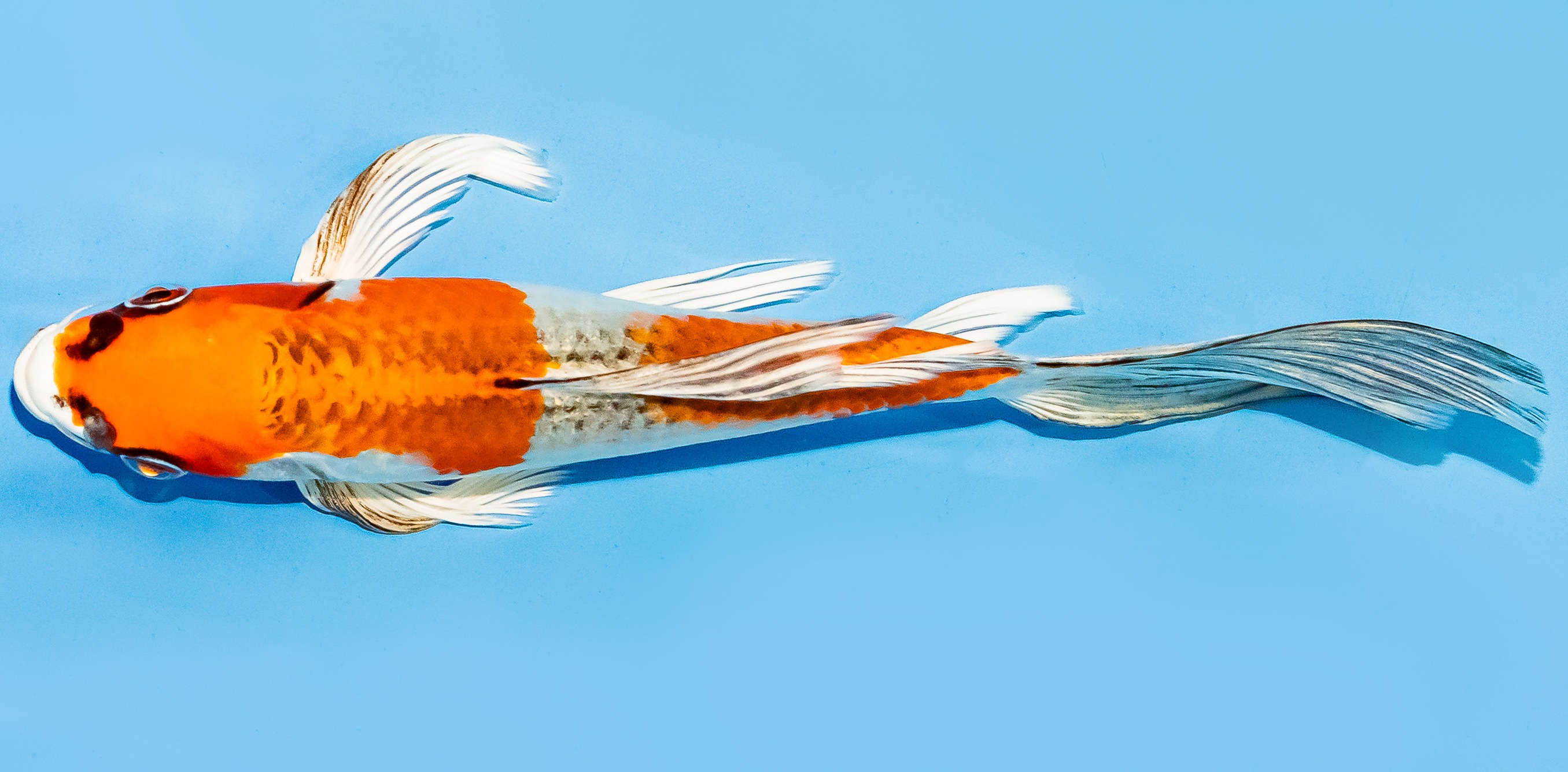 Butterfly Koi 20-25cm Nr. 7315