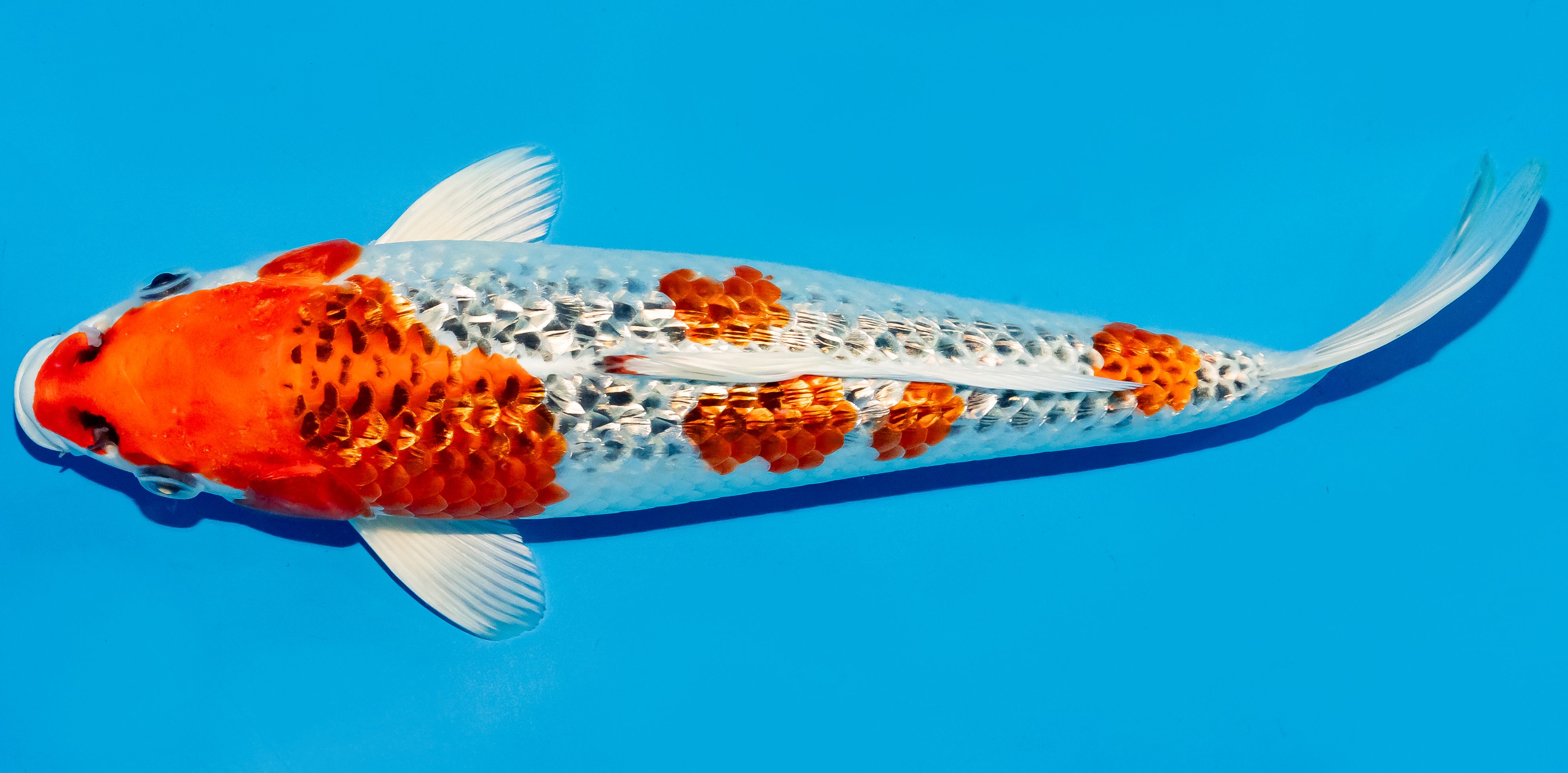 Koi 30-35cm Nr. 5107