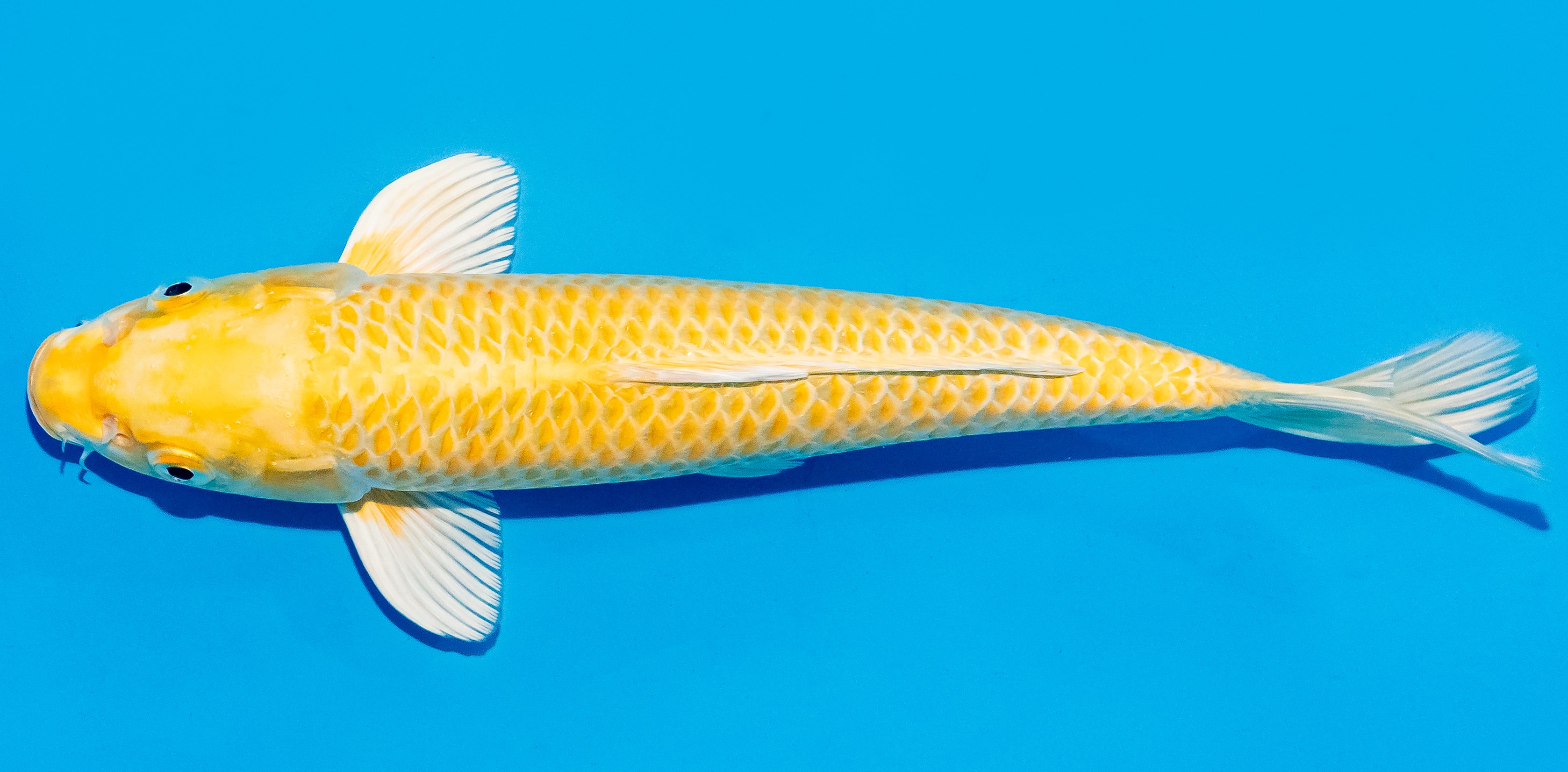 Koi 25-30cm Nr. 7951