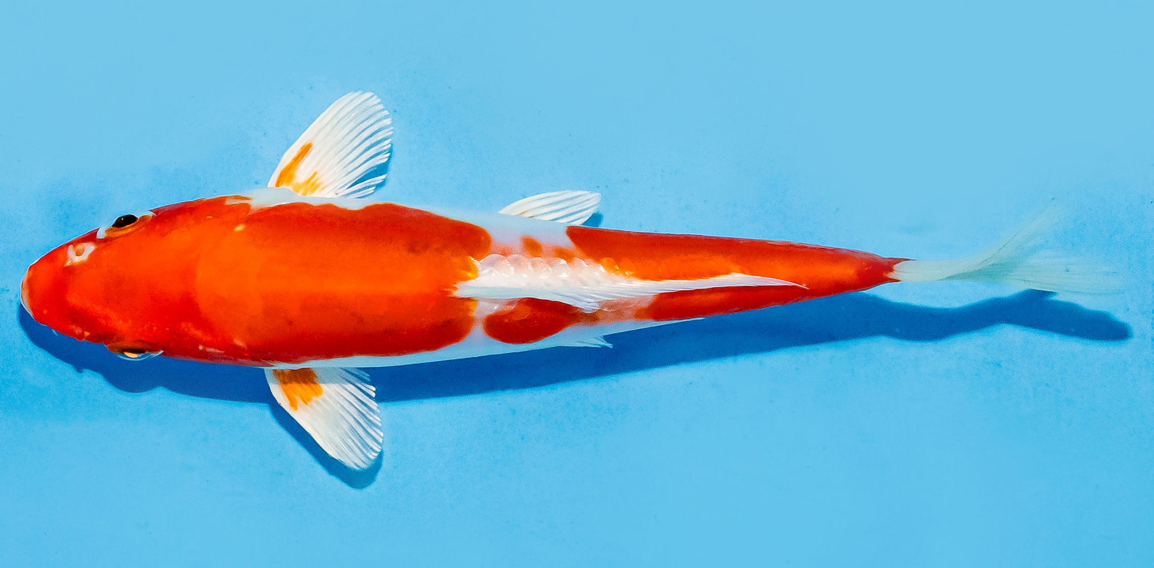 Koi 17-20cm Nr. 8732