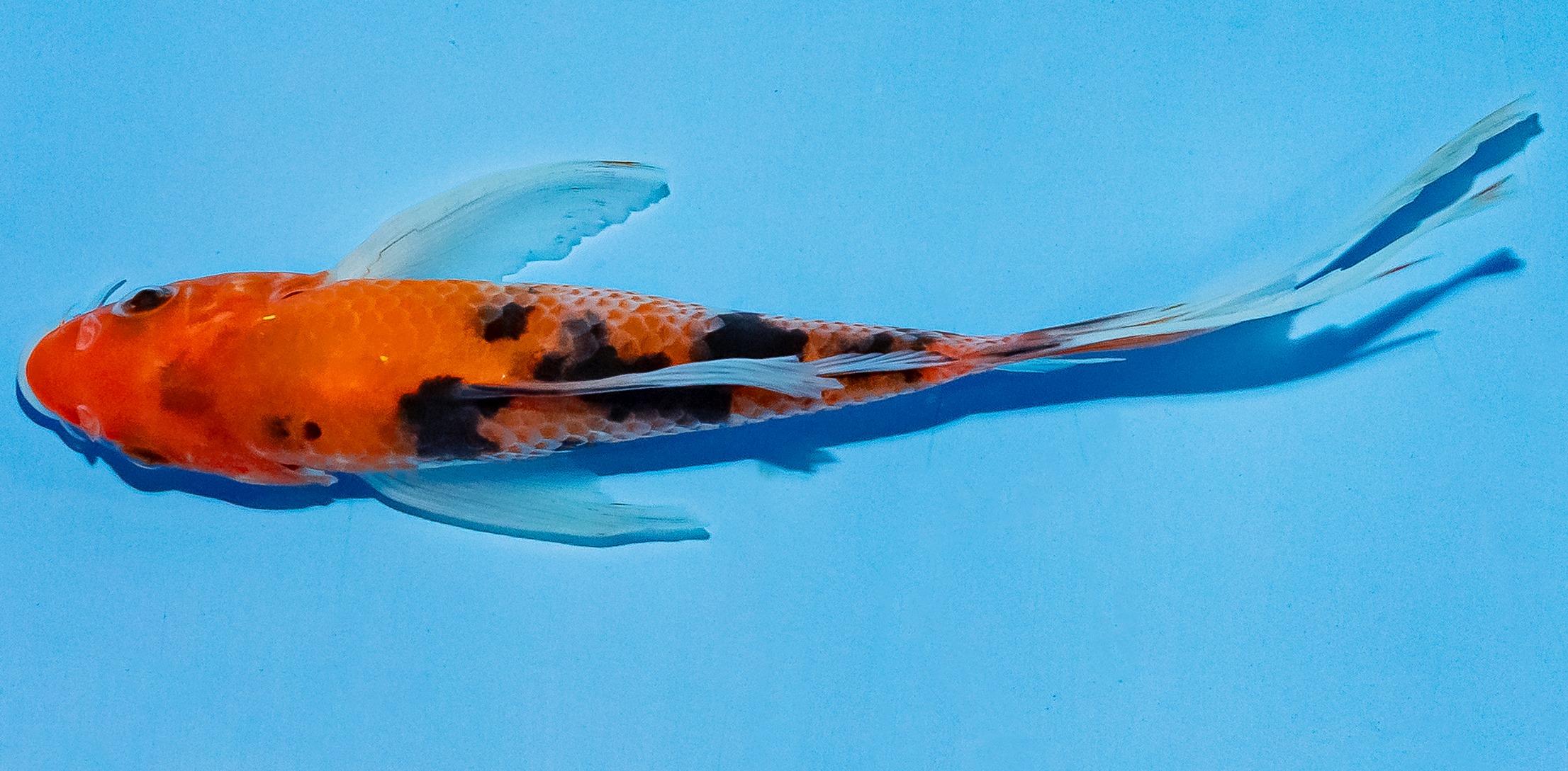 Butterfly Koi 14-17cm Nr. 5714