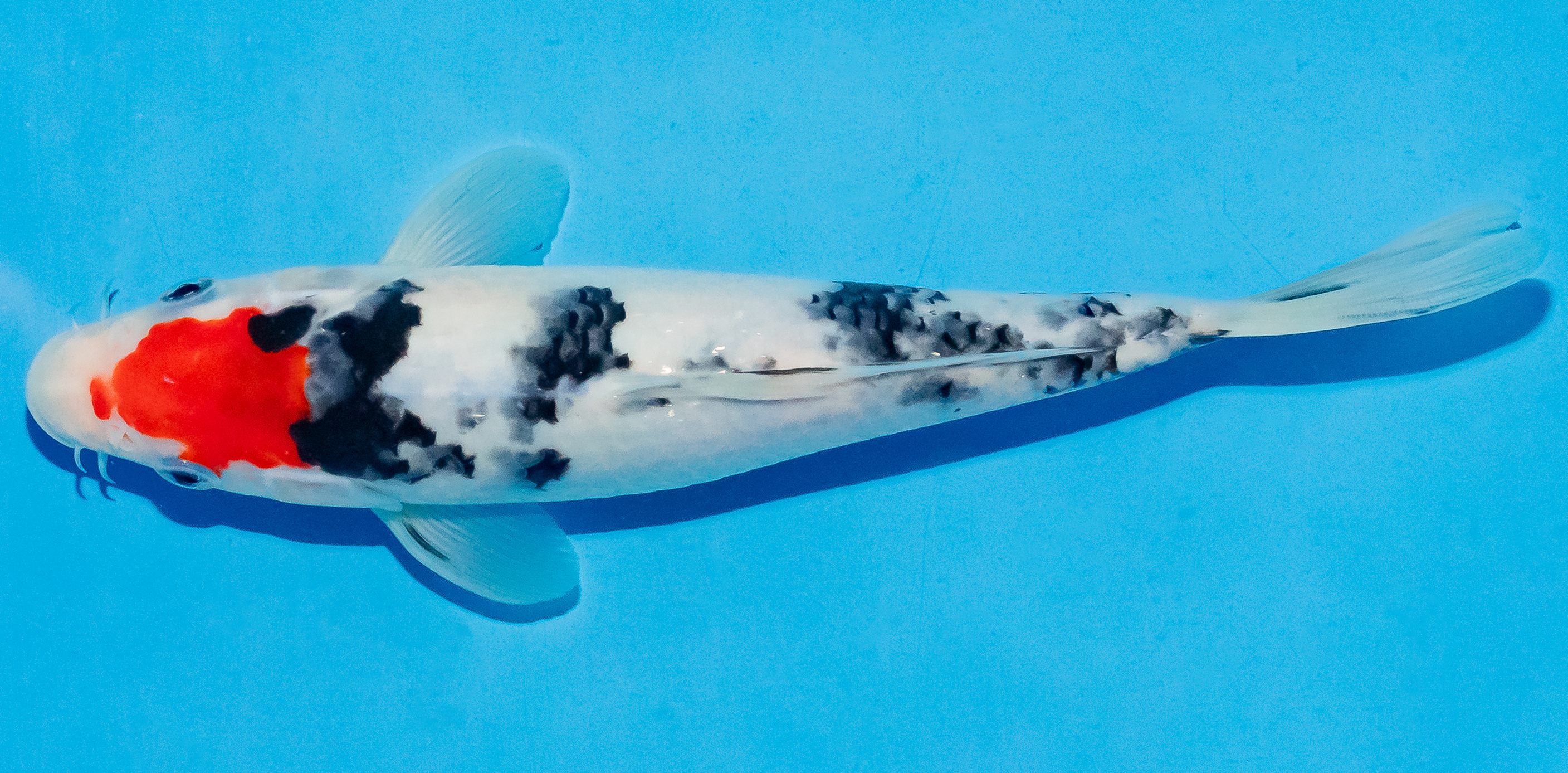 Koi 20-25cm Nr. 6013