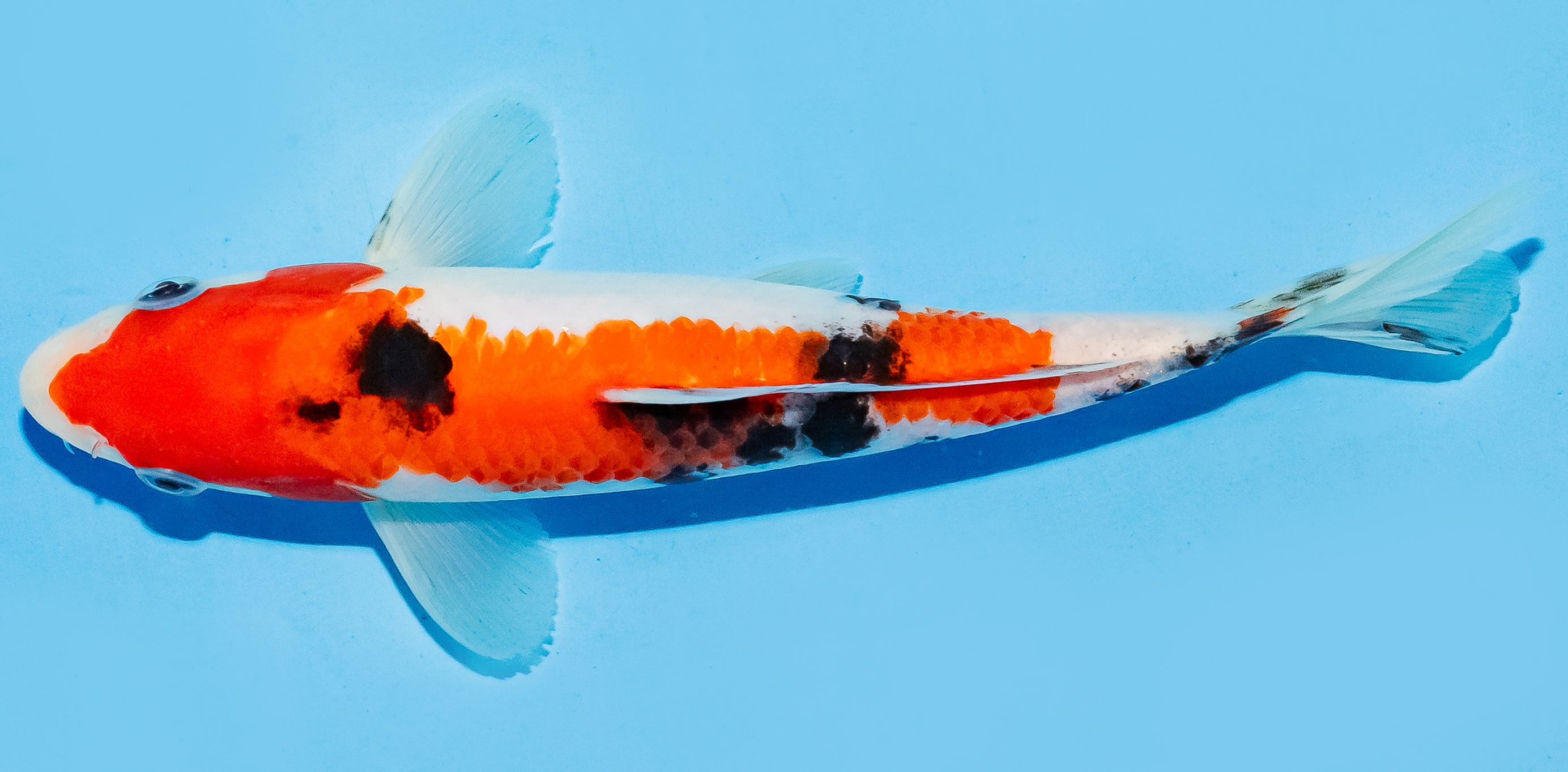 Koi 17-20cm Nr. 6550