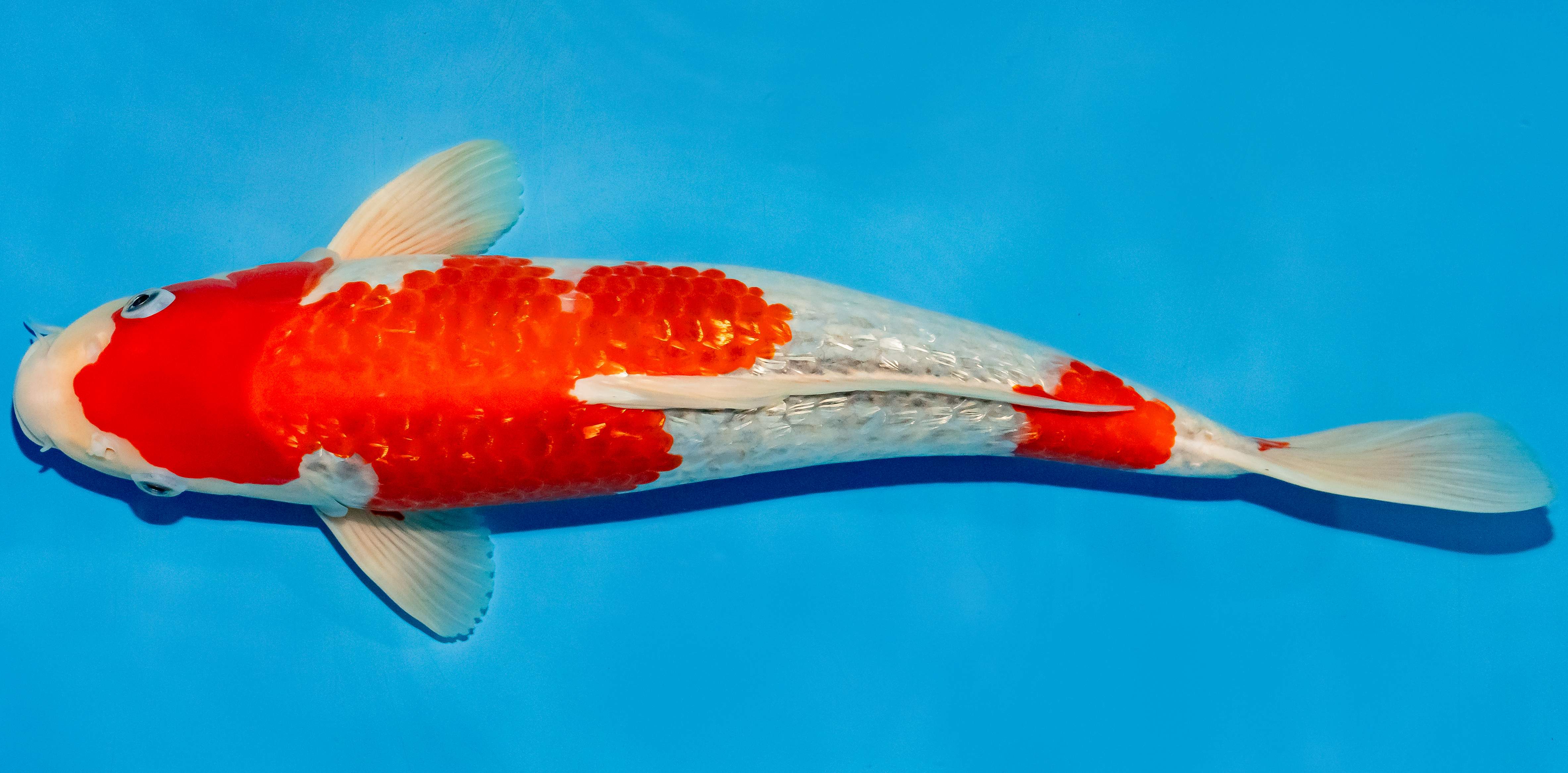 Koi 40-45cm Nr. 4950