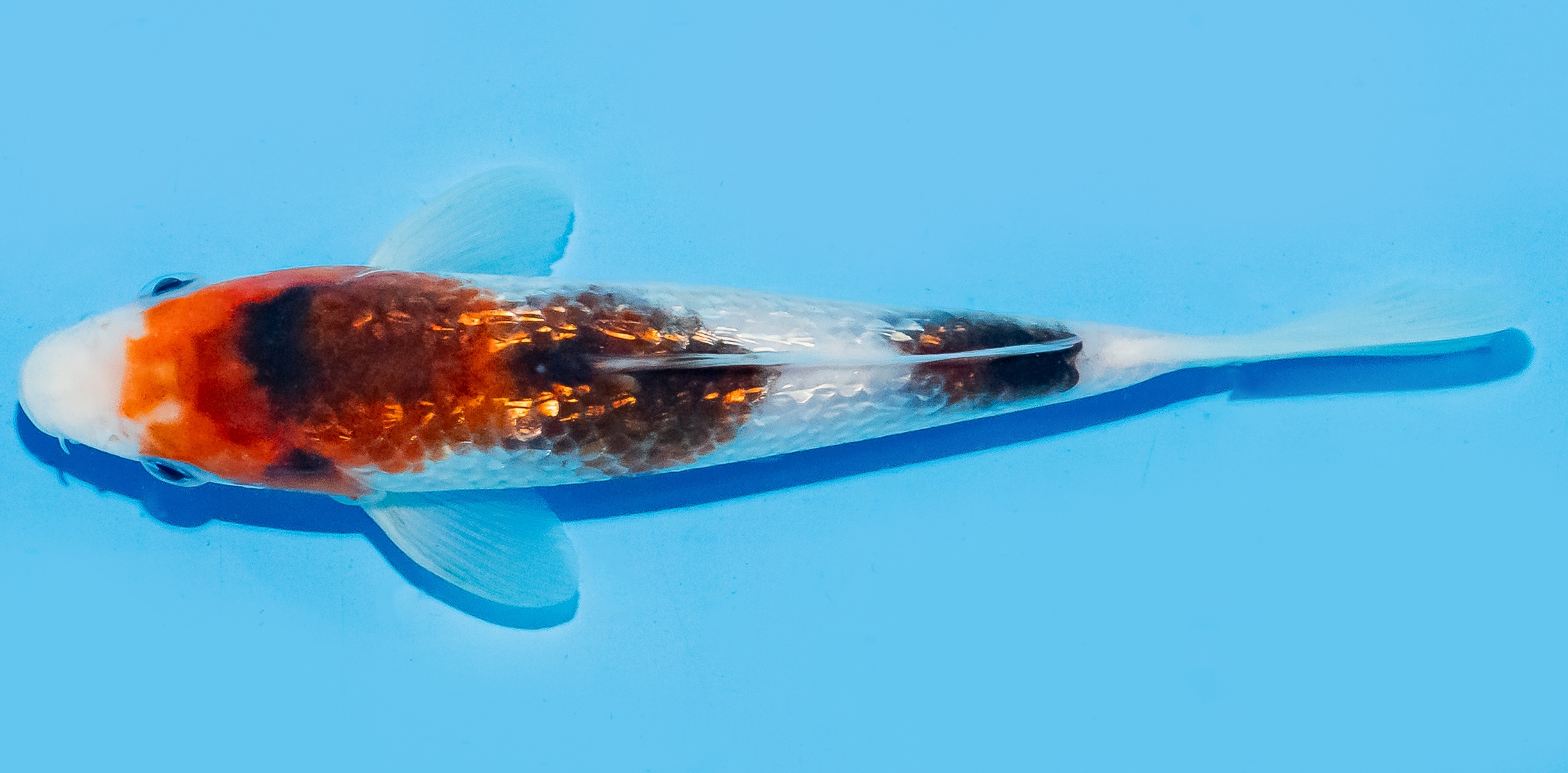 Koi 17-20cm Nr. 8747