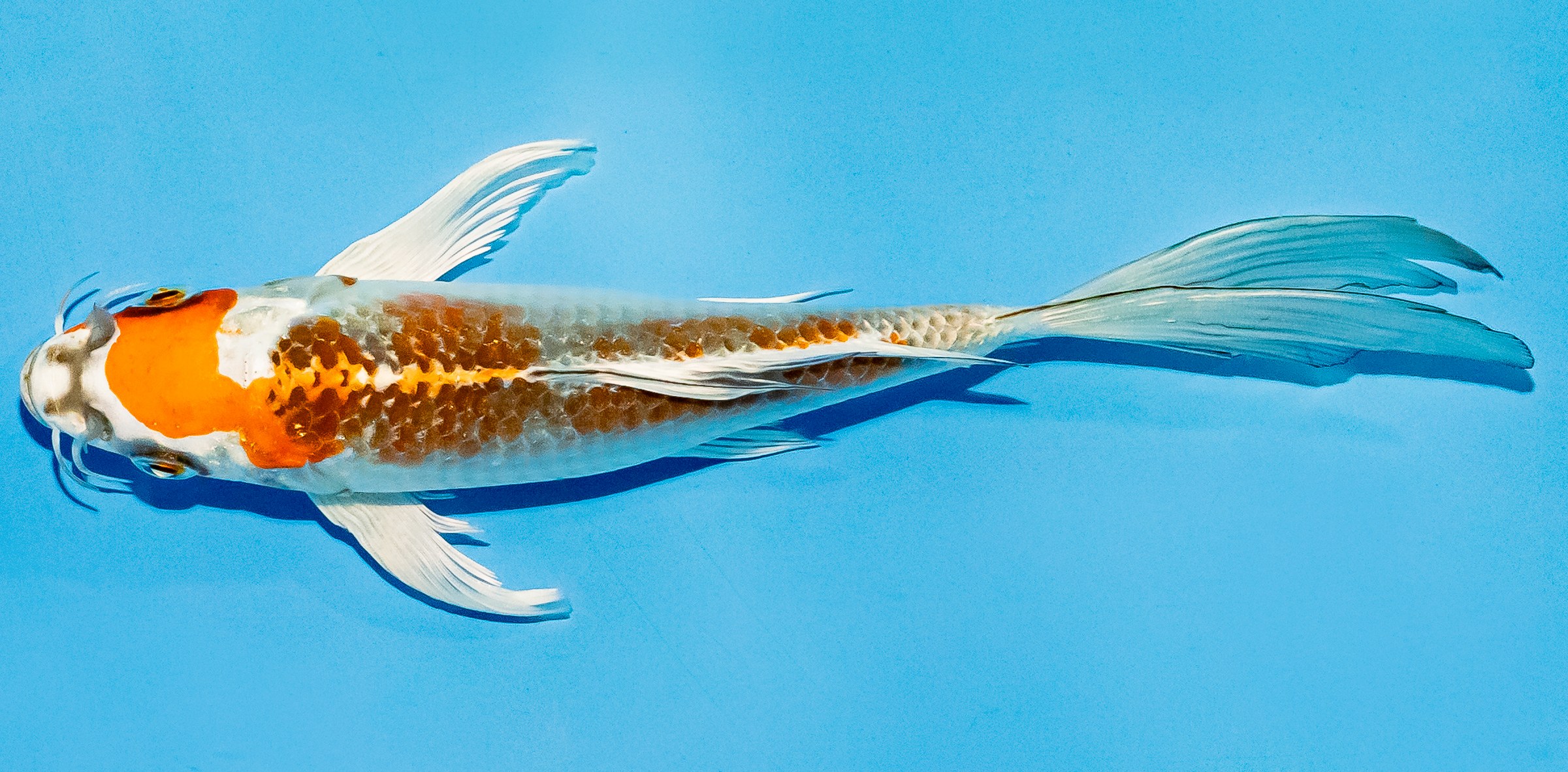 Butterfly Koi 20-25cm Nr. 5462