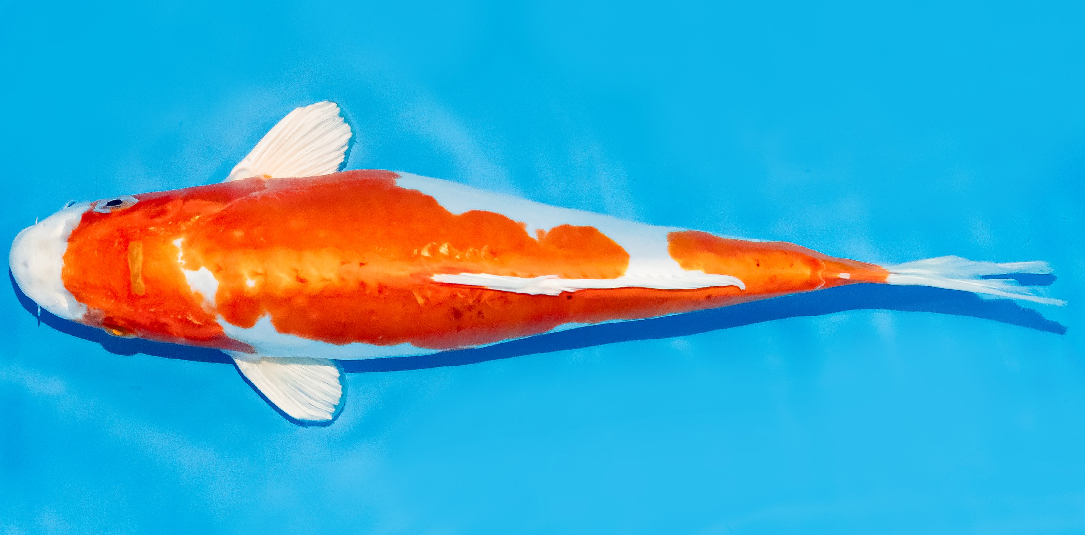 Koi 30-35cm Nr. 7605