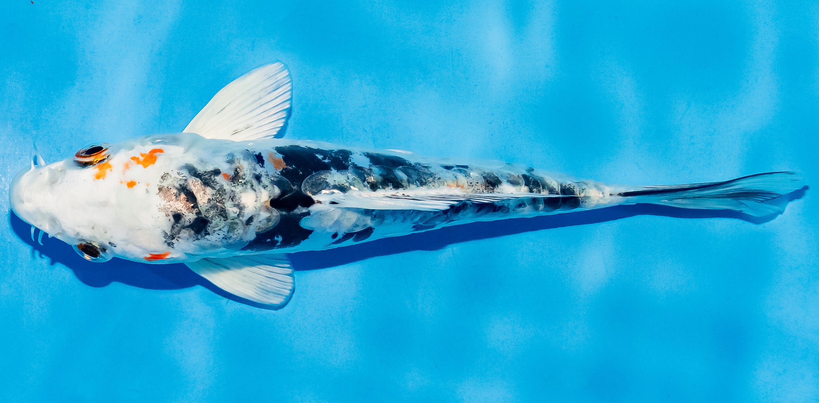 Koi 14-17cm Nr. 4714