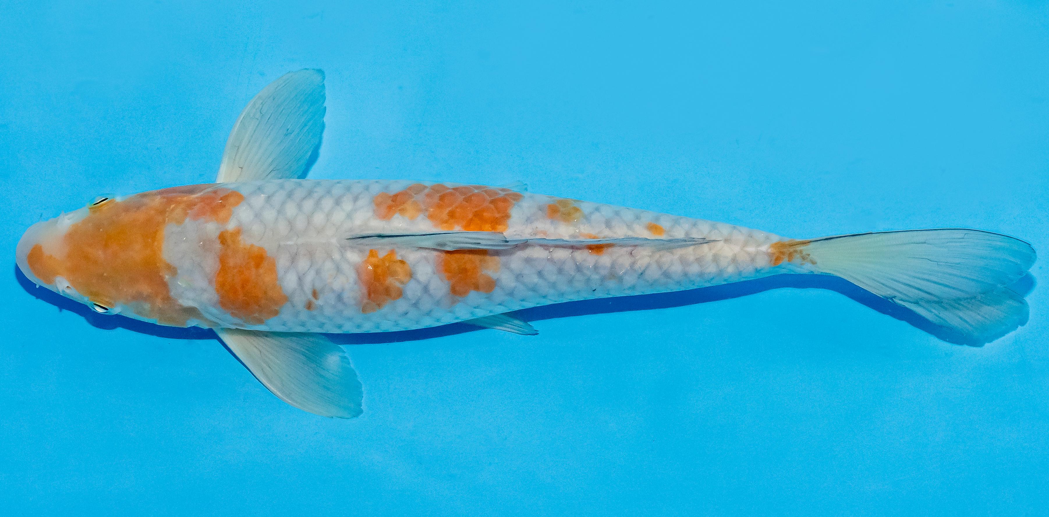Koi 25-30cm Nr. 7926